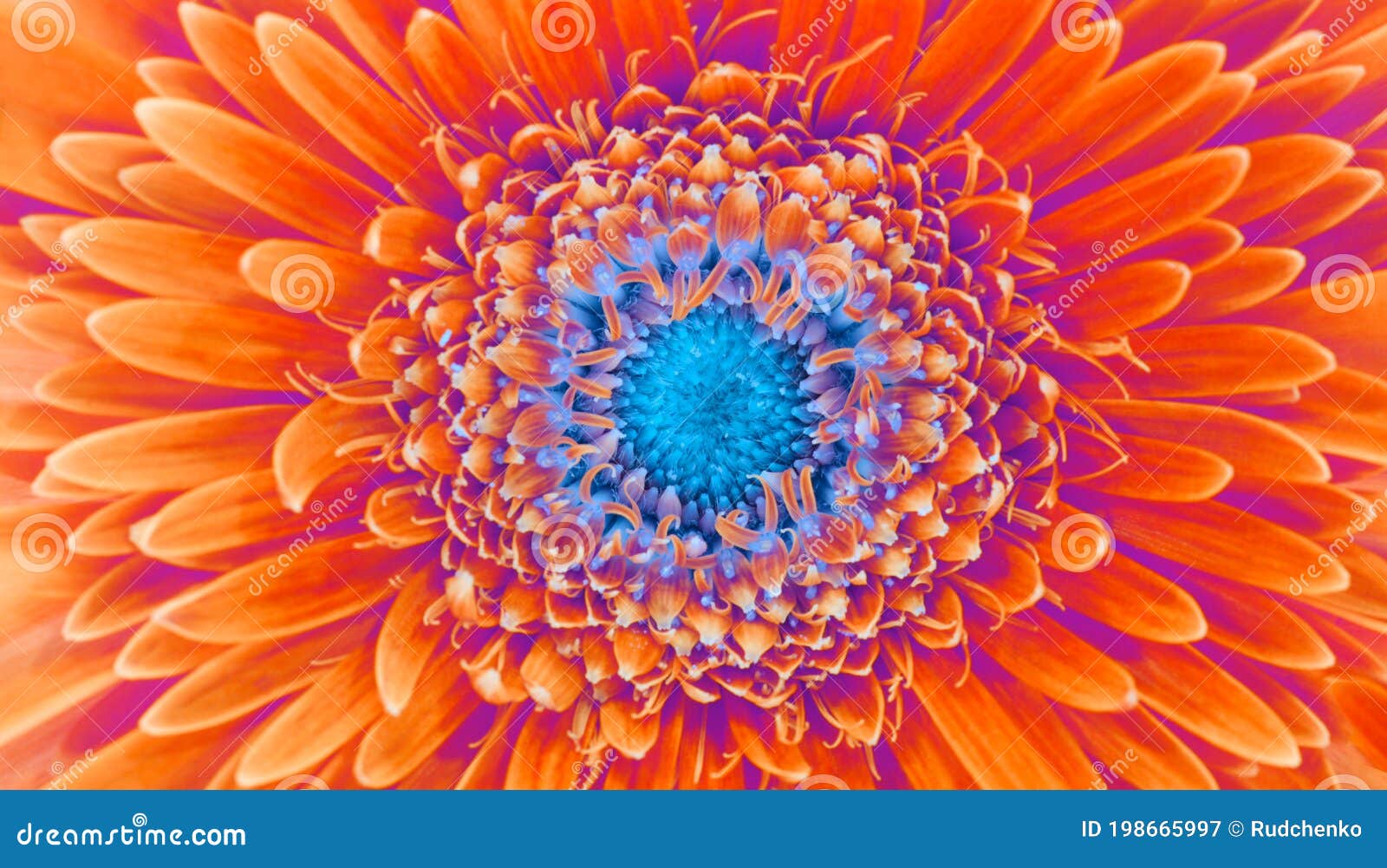 saturation luminosity color. gerbera flower closeup background