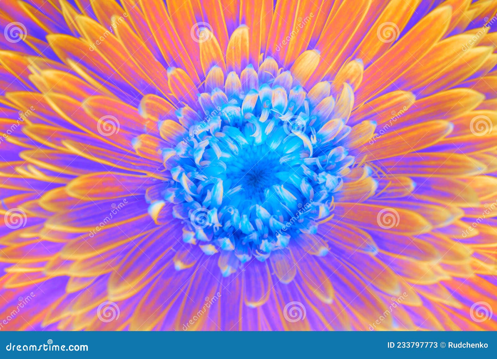 saturation luminosity color. gerbera flower