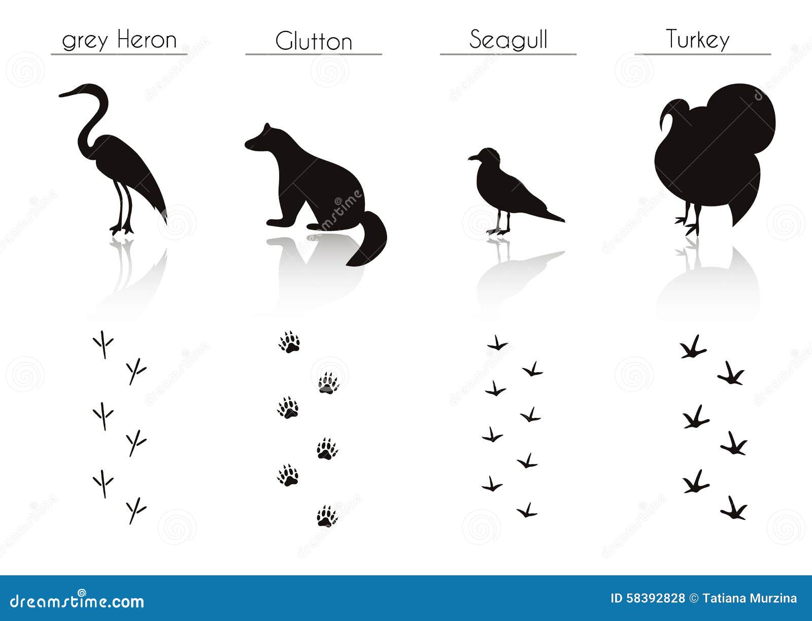 Satz des Tieres und des Vogels schleppt mit Namen Vektor-Satz des schwarzen Vorderteils. Satz des Tieres und des Vogels schleppt mit Namen Vektor-Satz schwarze Forest Animals- und Vogel-Schattenbilder: Graureiher, Gourmand, Seemöwe, die Türkei Hand gezeichnete vektorabbildung