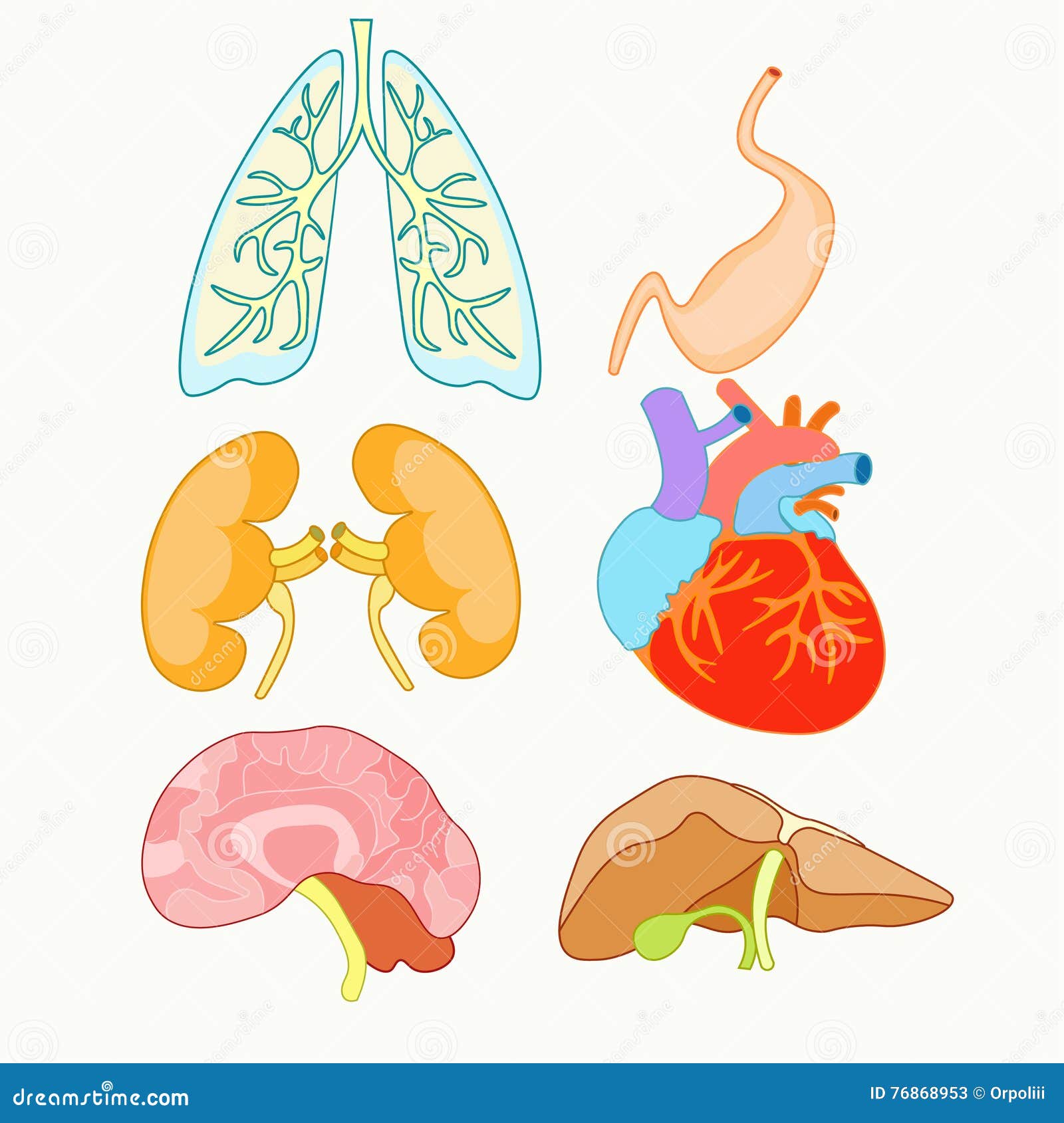 Желудок головной мозг печень. Органы человека легкие и сердце. Внутренние органы легкие. Внутренние органы человека легкие для детей.