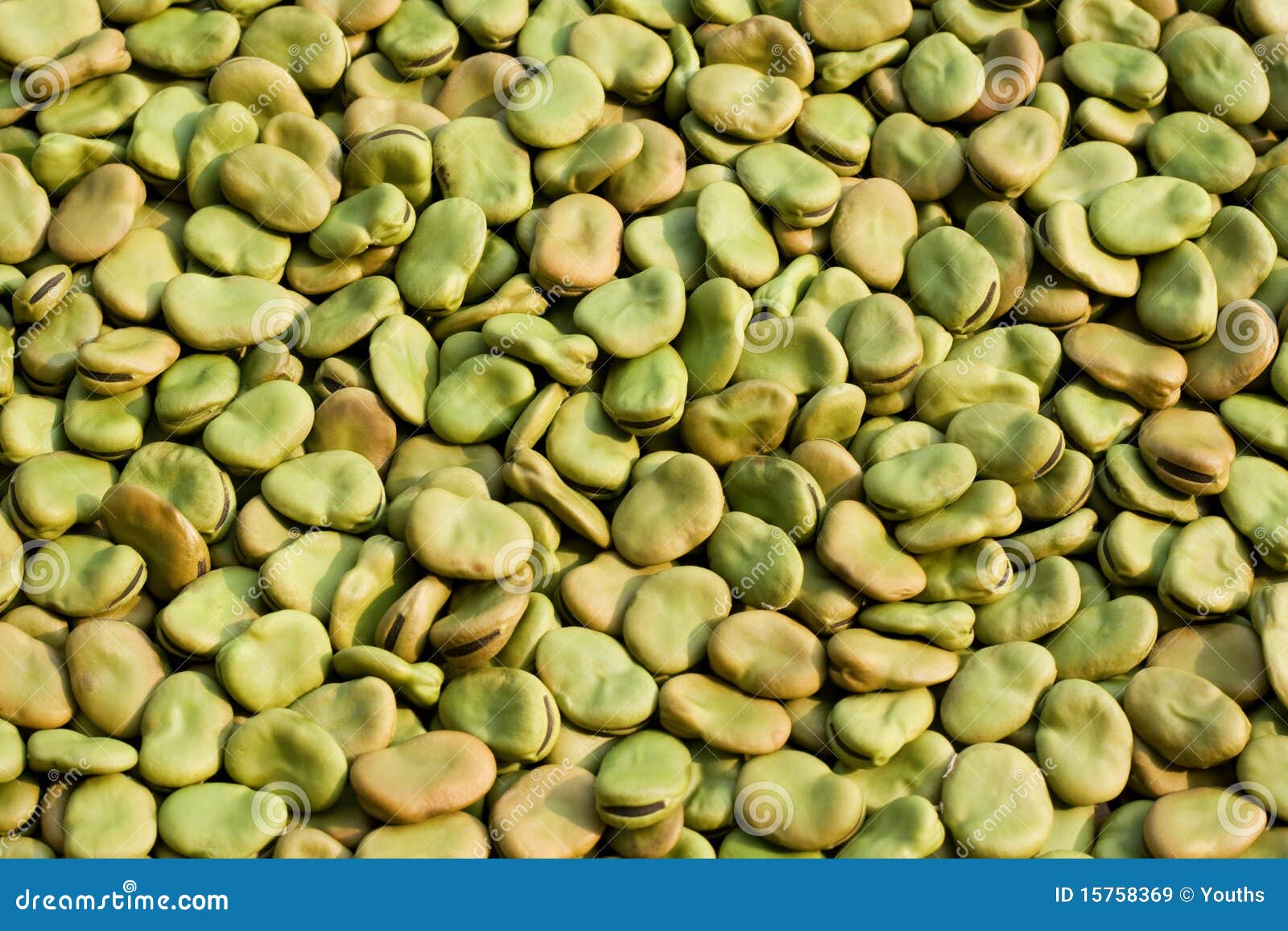 Saubohnen stockbild. Bild von landwirtschaftlich, aroma - 15758369