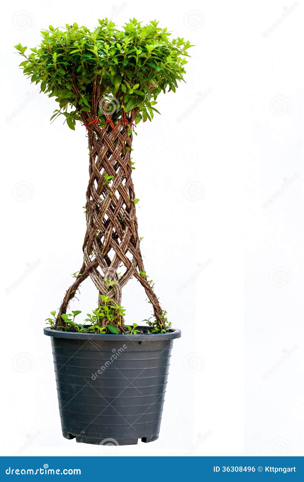 Sauce de los bonsais foto de archivo. Imagen de bonsai 36308496