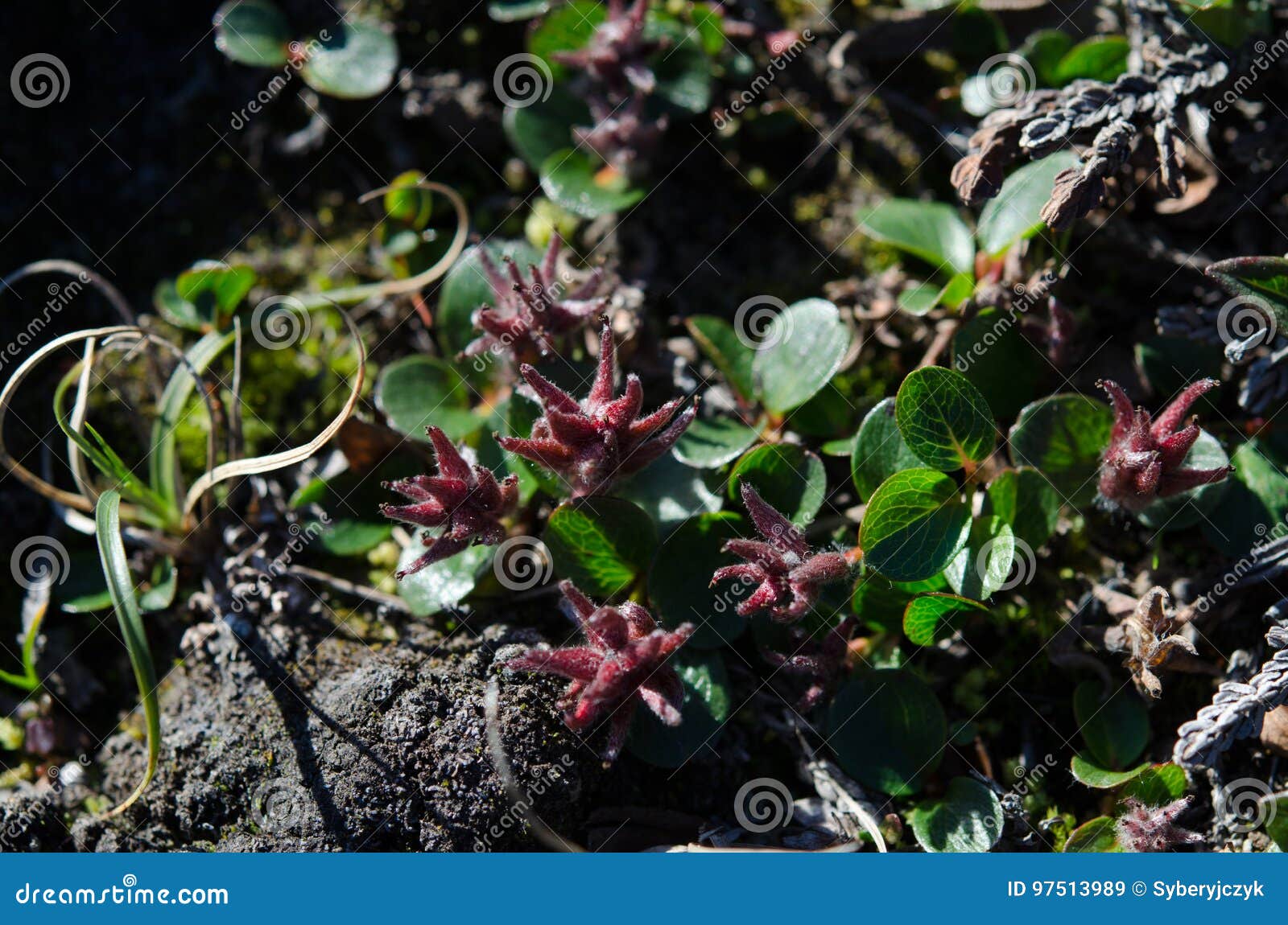 Sauce polar imagen de archivo. Imagen de polarizado, polares 97513989