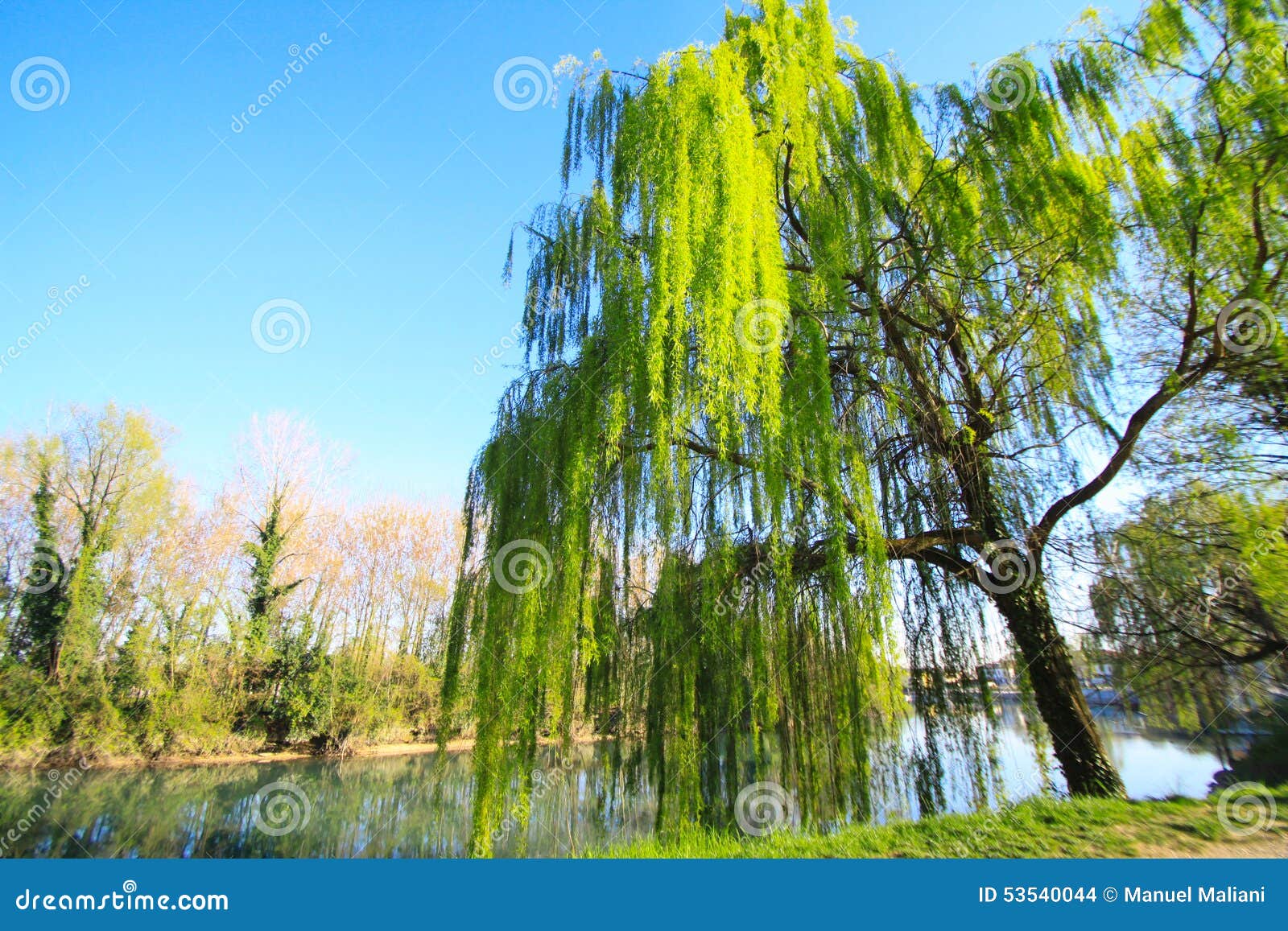 Sauce que llora foto de archivo. Imagen de paisaje, ramificaciones 53540044