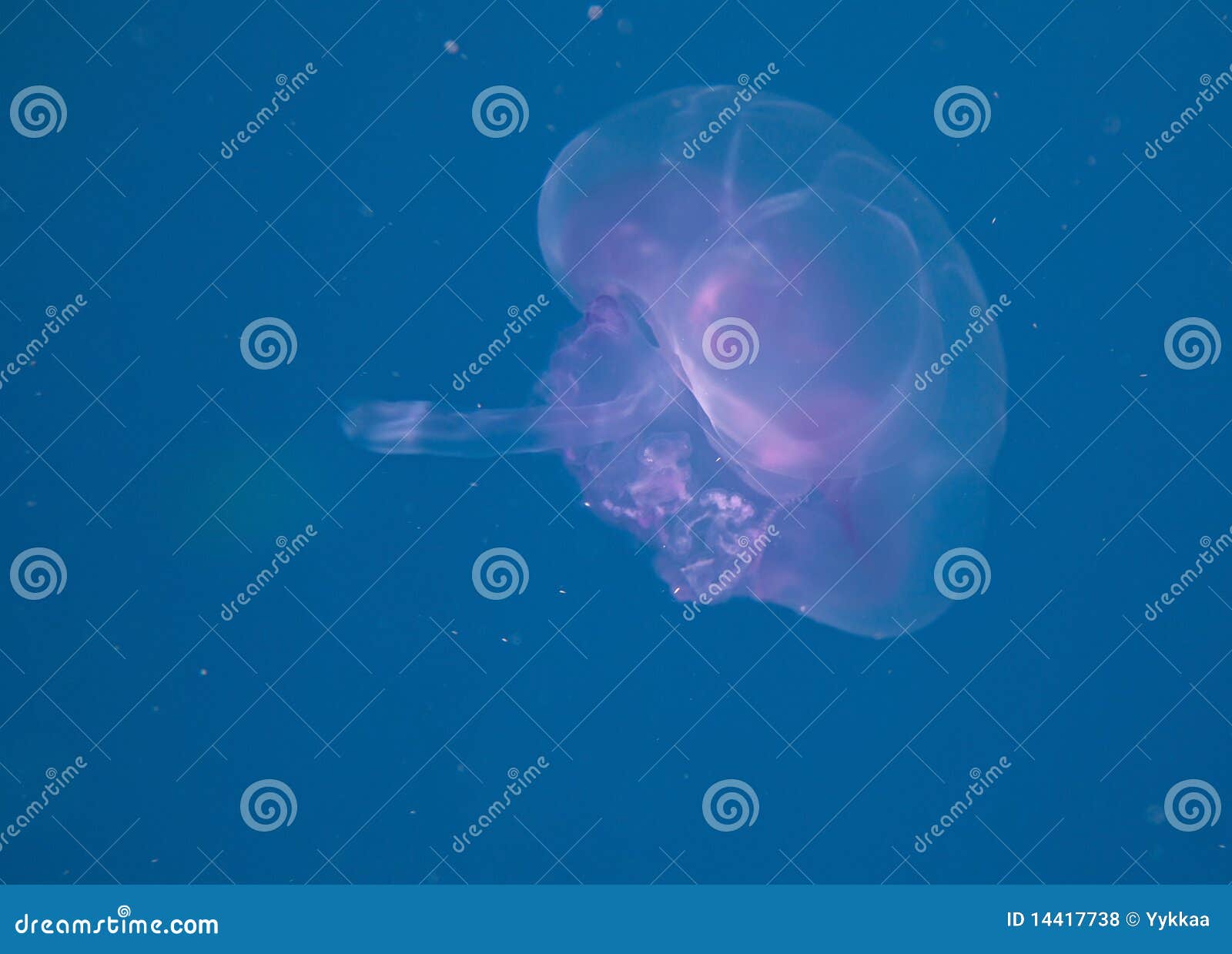 Saucer jelly stock photo. Image of live, jellyfish, flora 14417738