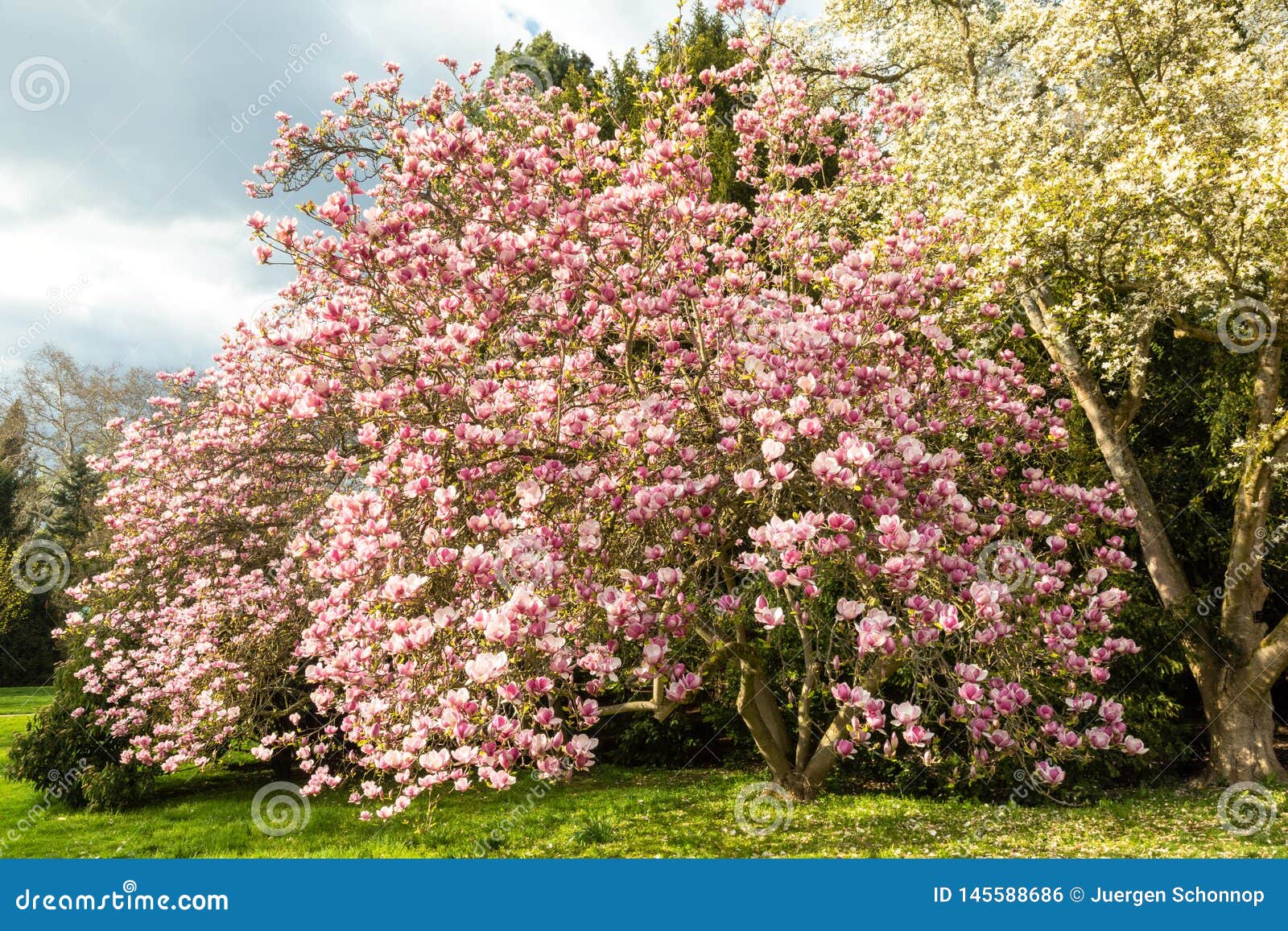 saucer magnolia tree in full blossom