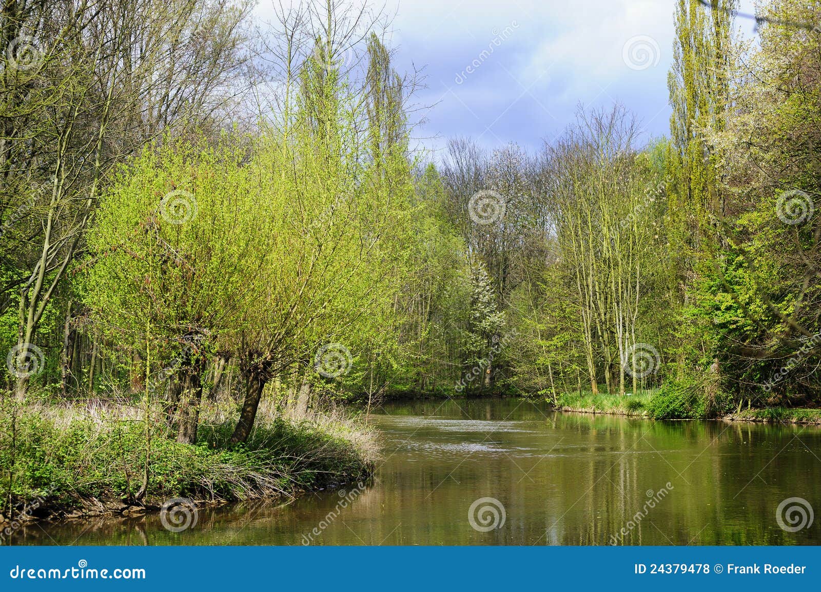 Sauces en el riverbank foto de archivo. Imagen de verde 24379478