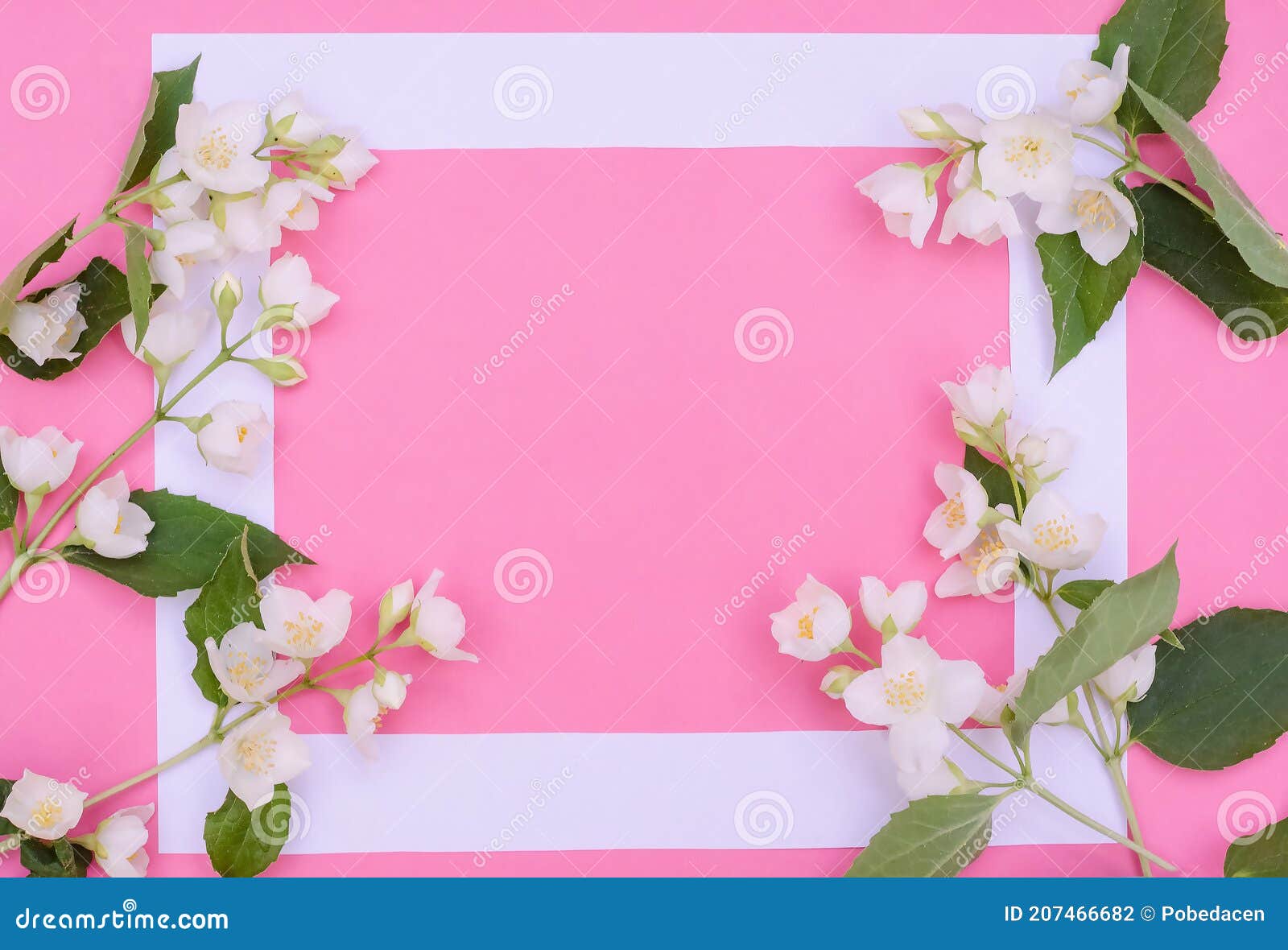 Saudação Do Plano De Fundo Do Cartão Jasmim Flores Em Um Plano De Fundo  Cor-de-rosa Com Espaço De Cópia Foto de Stock - Imagem de colheita, alto:  207466682