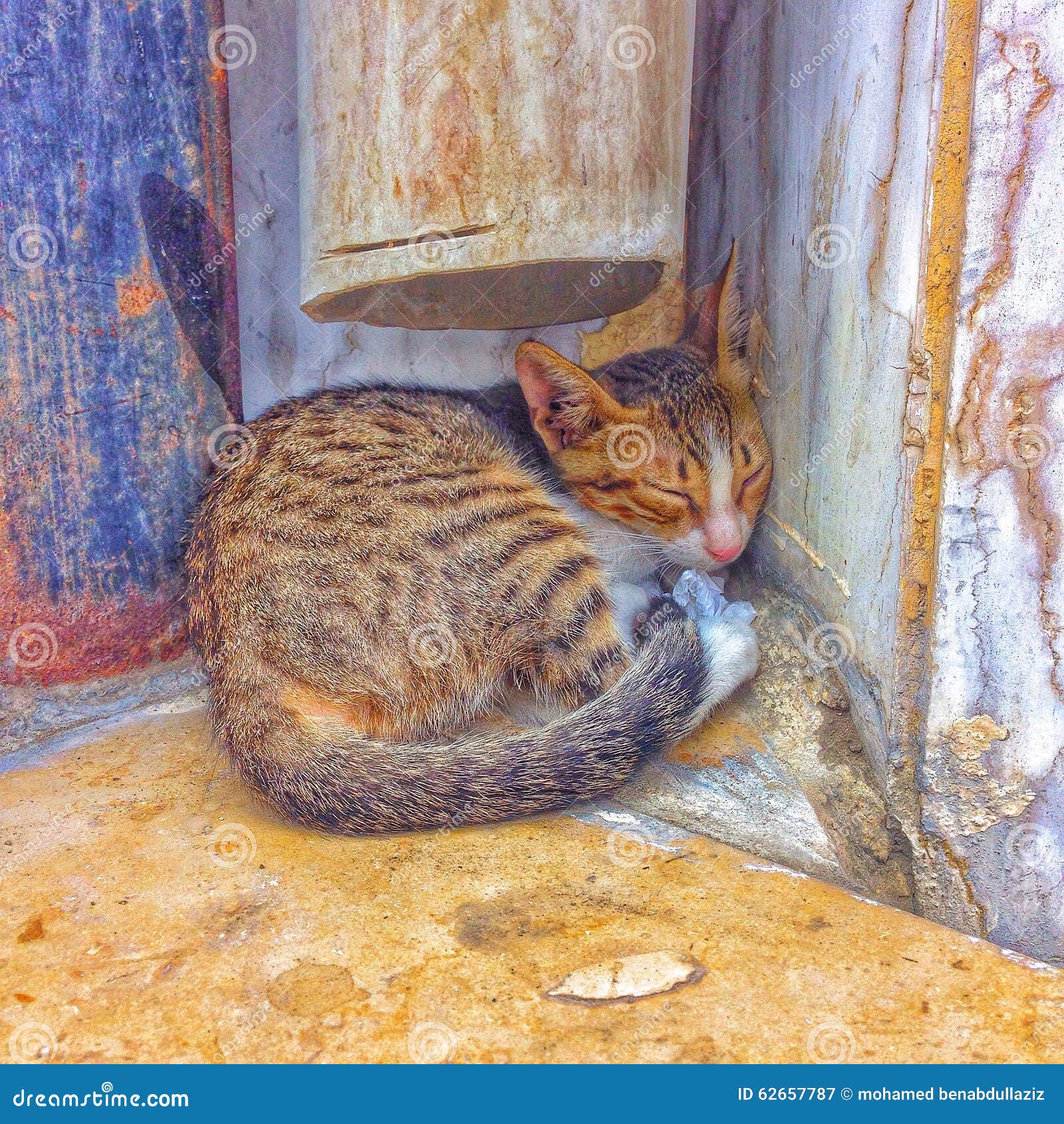 Saudi Arabia Makkah 2015 Cat Stock Image Image of arabia, saudi 62657787