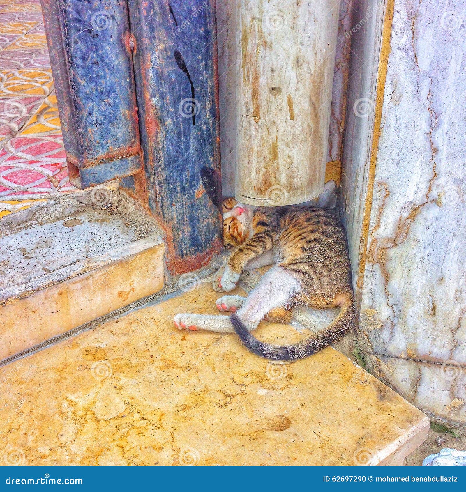 Saudi Arabia Makkah 2015 Cat Editorial Image Image of dffort, makkah