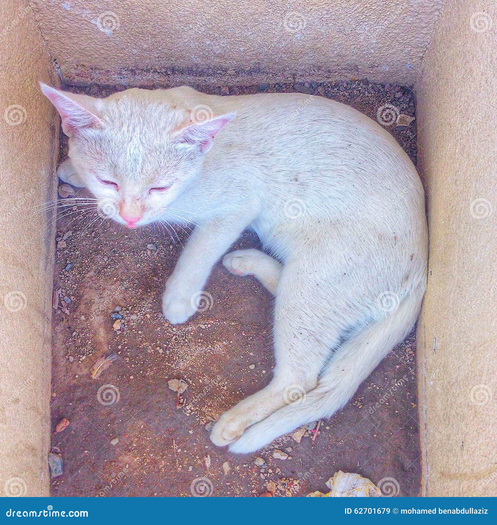 Saudi Arabia Makkah 2015 Cat Editorial Stock Image Image of kitten