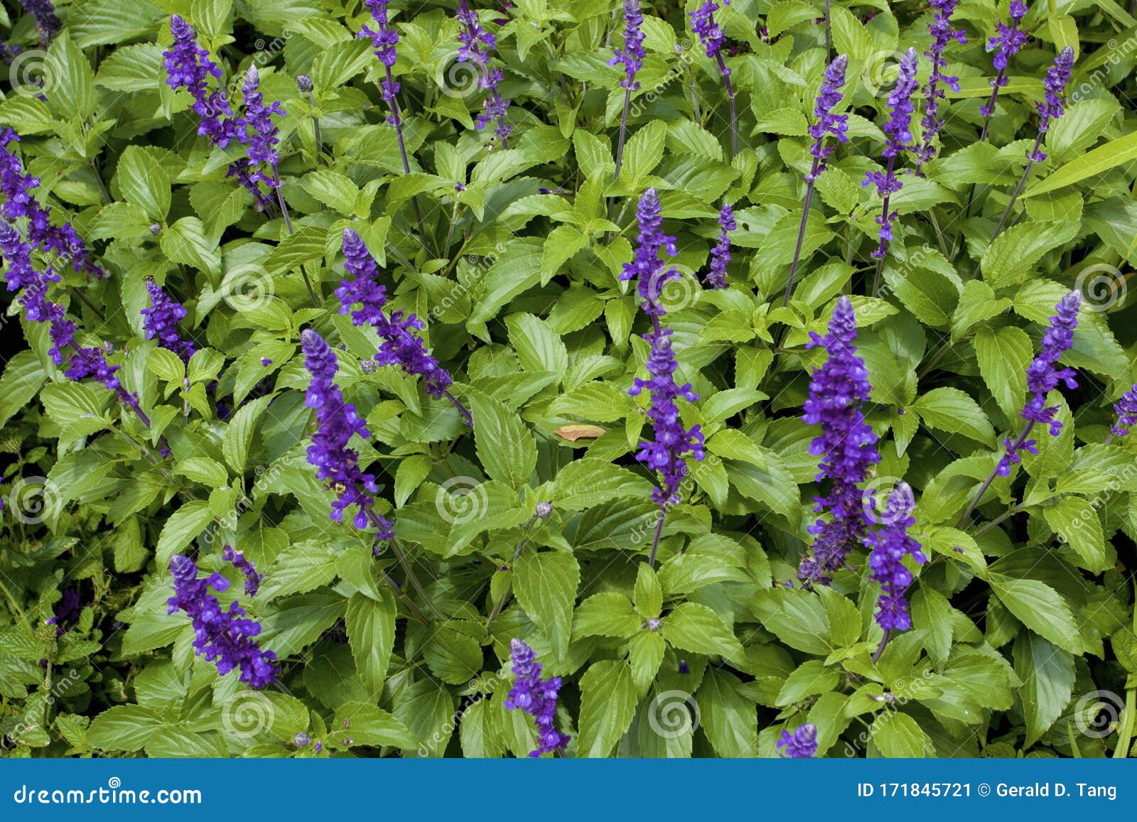 Sauge bleue de Californie (Sauge Farinacea)