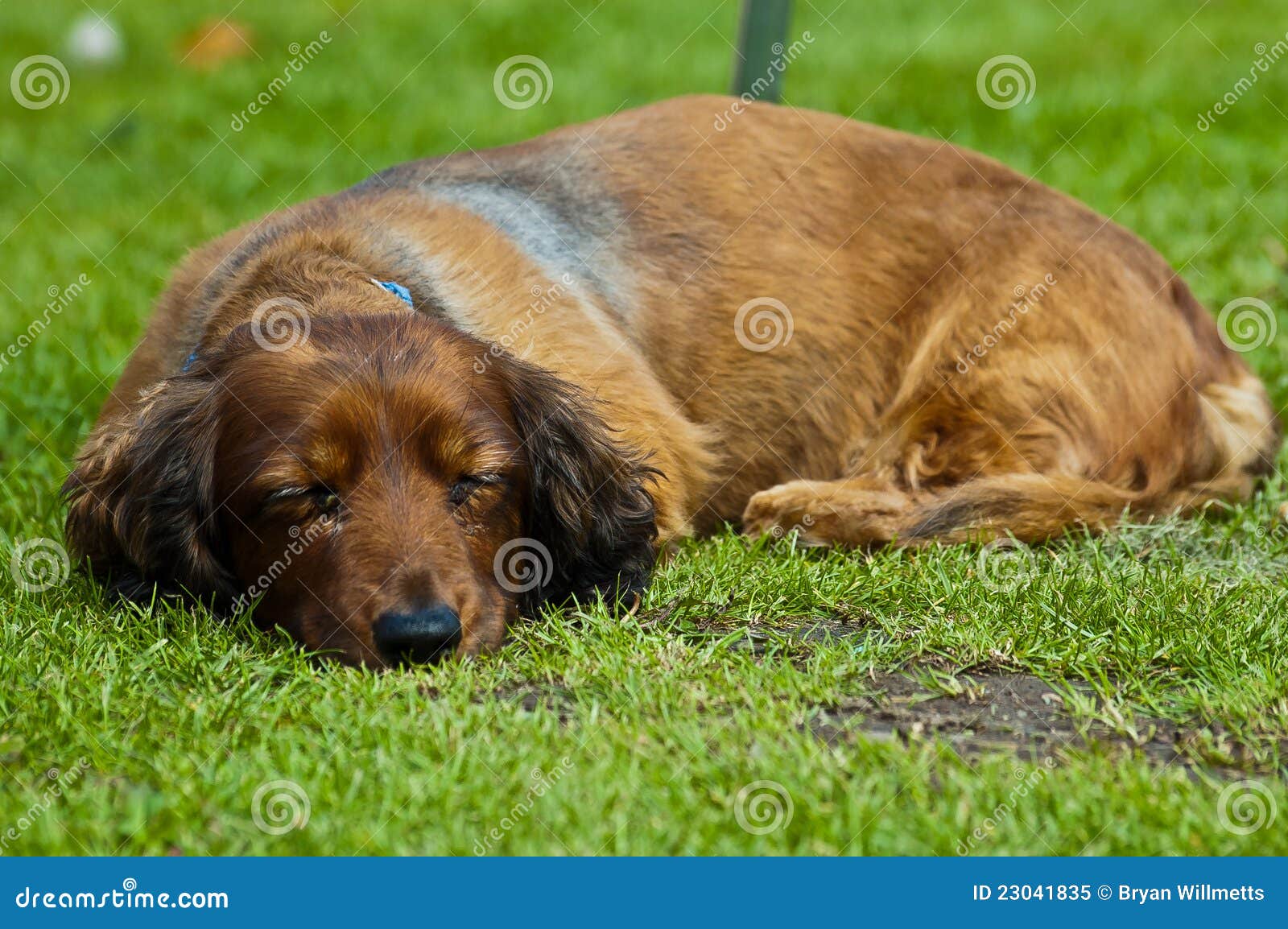 Sausage dog stock image. Image of front, animal, shot 23041835