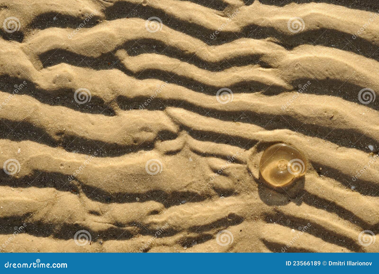 Sausage jellies on sand stock image. Image of medusa 23566189