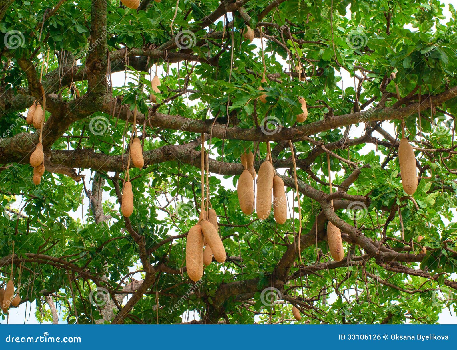 10 Sausage Tree Fruit Kigelia Africana Photos   Free & Royalty ...