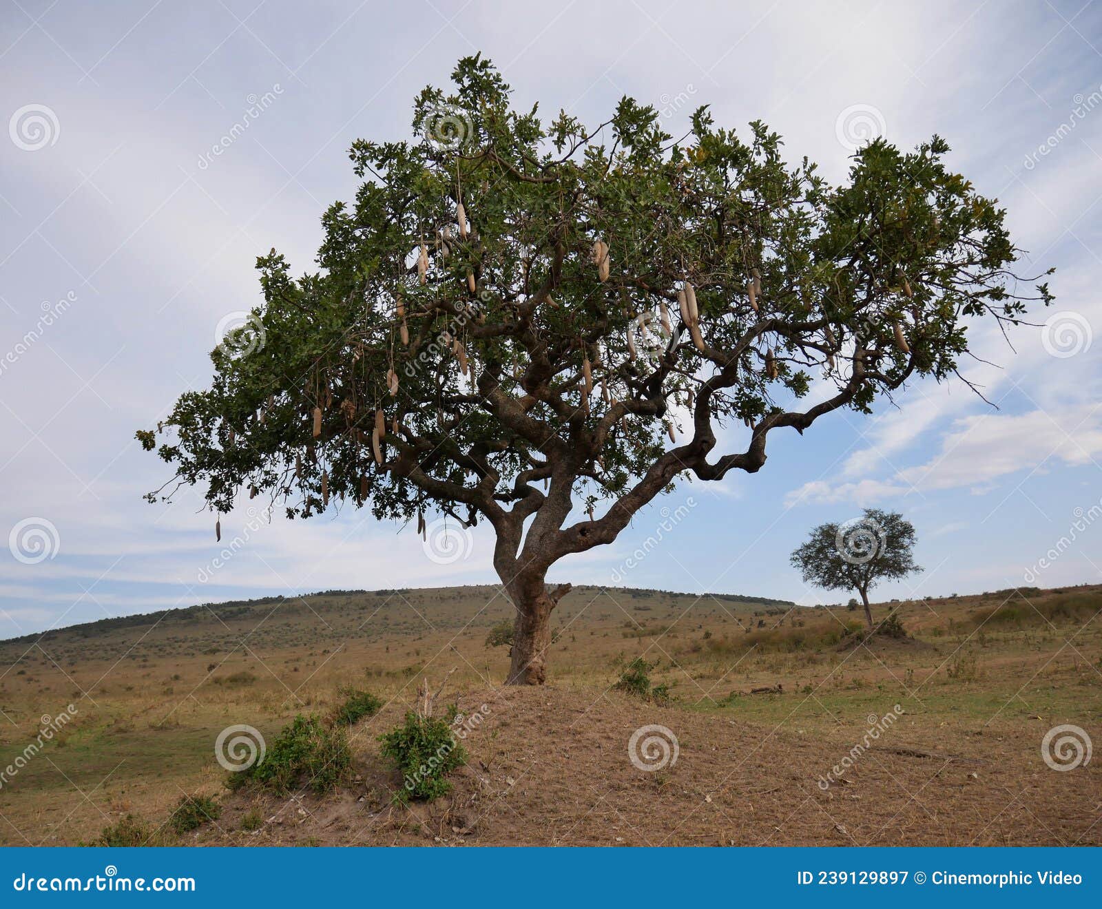 Sausage tree in Kenya stock image. Image of kenya, hill 239129897