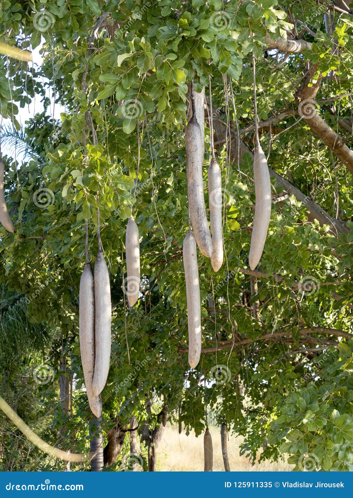 Kigelia Africana || Sausage Tree