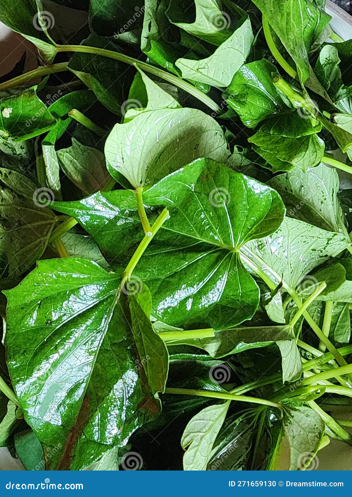 Sauteed Sweet Potato Leaves Stock Photo Image of leaves, healthy