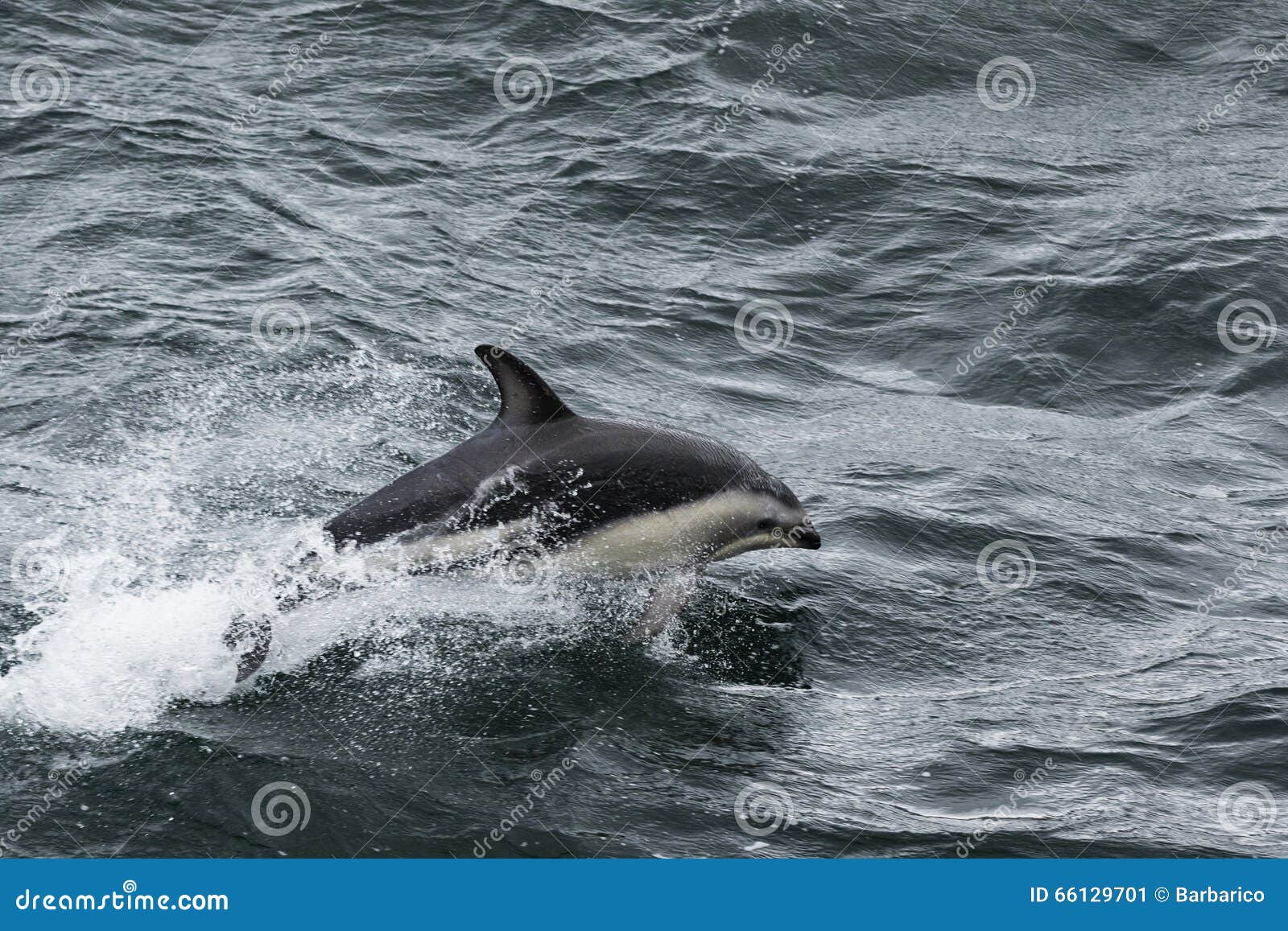 Sauter de dauphin de l'eau chez Ushuaia, Argentine