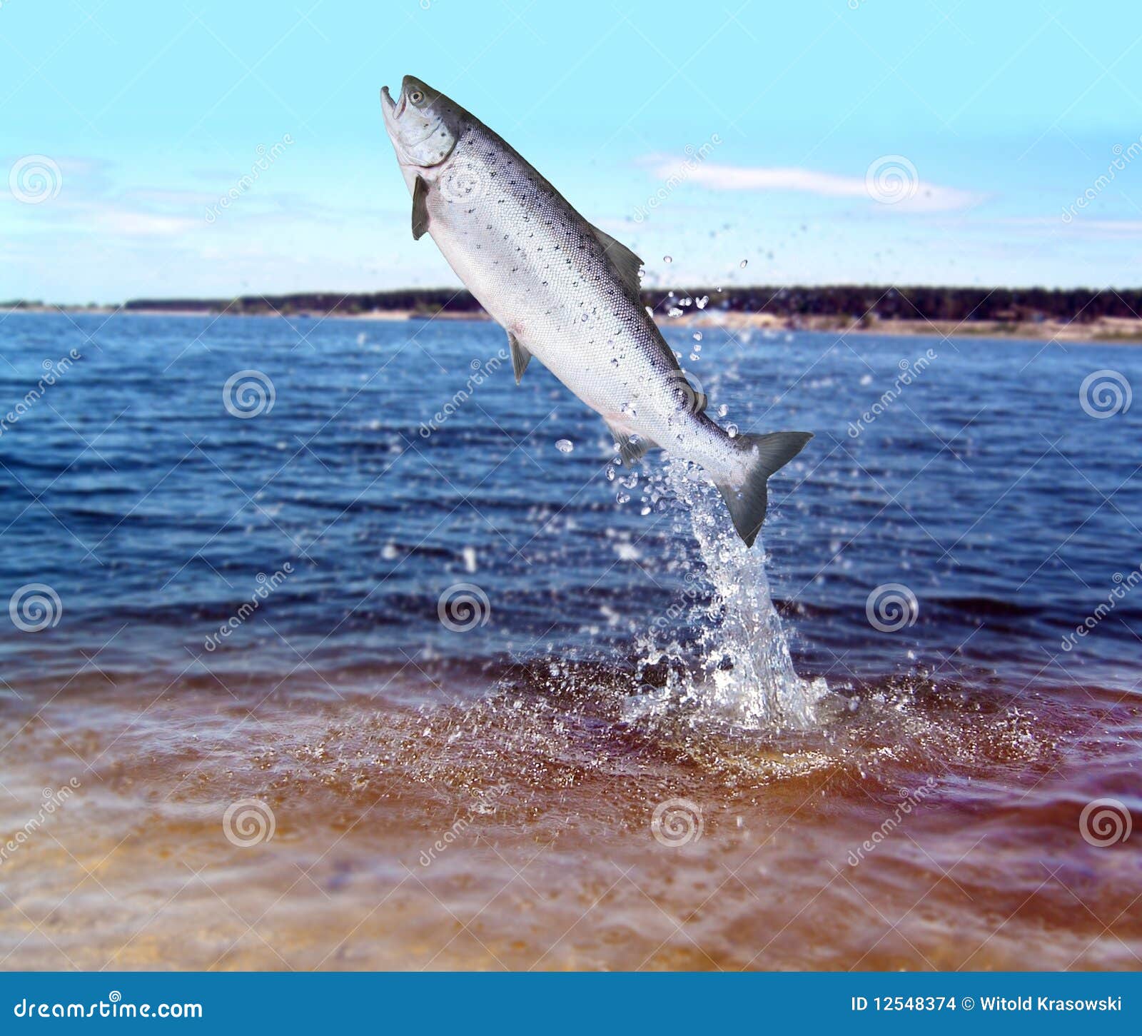 Sauter Des Saumons De L'eau Photo stock Image du angling