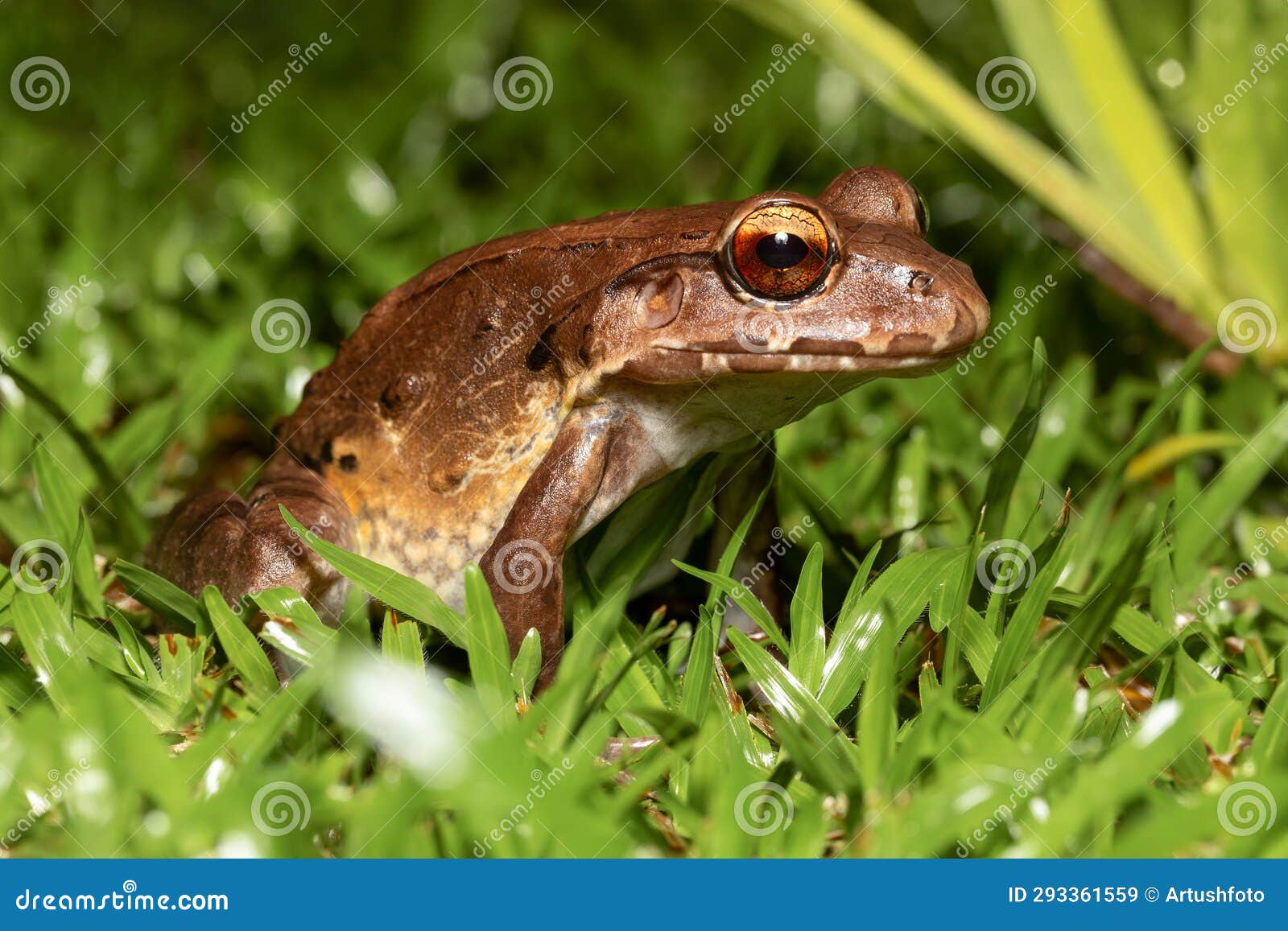 savages thin-toed frog - leptodactylus savagei, refugio de vida silvestre cano negro, costa rica wildlife