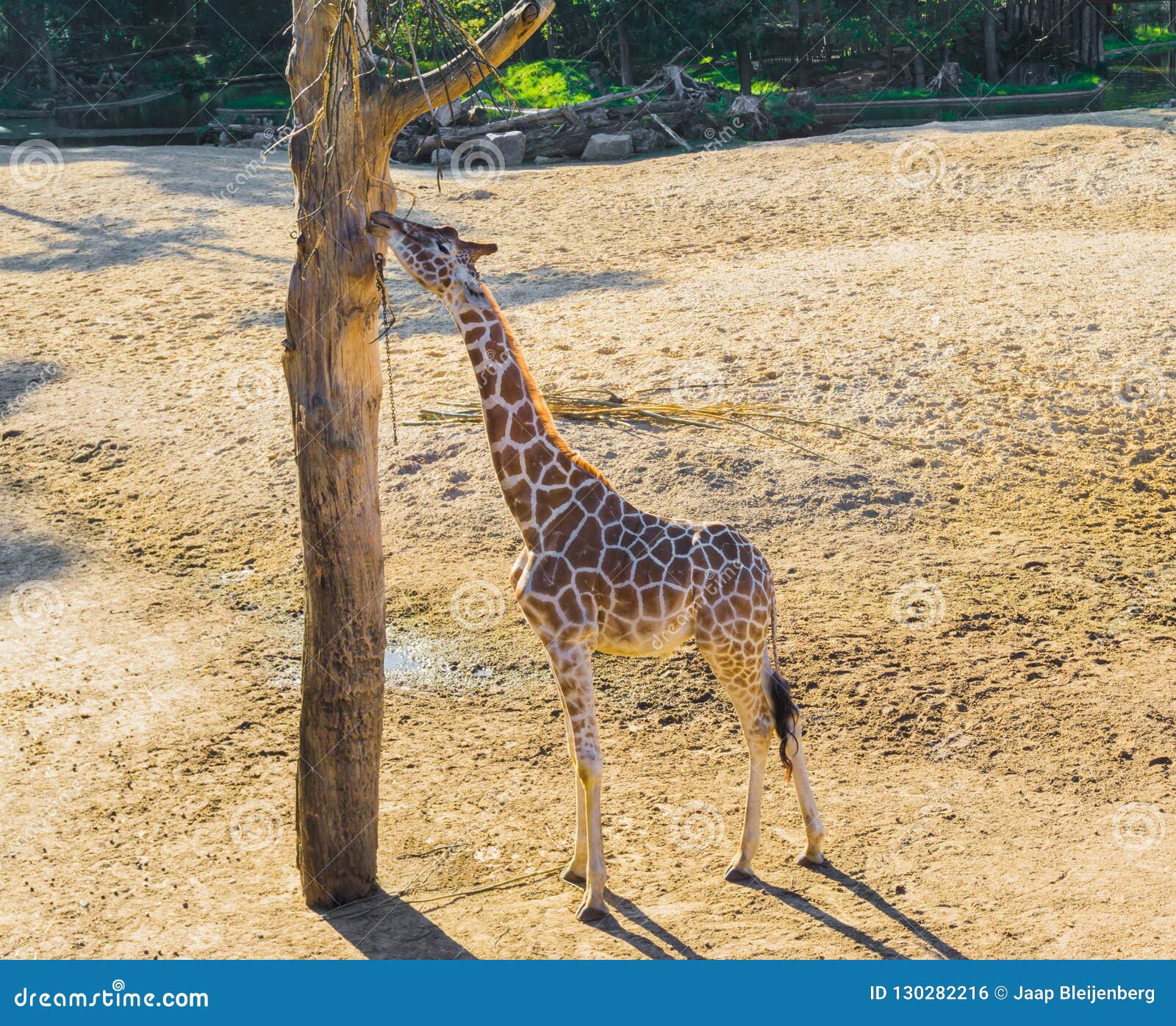 Giraffe, Reaching Up And Eating Leaves From A Tall Tree At Port Lympne