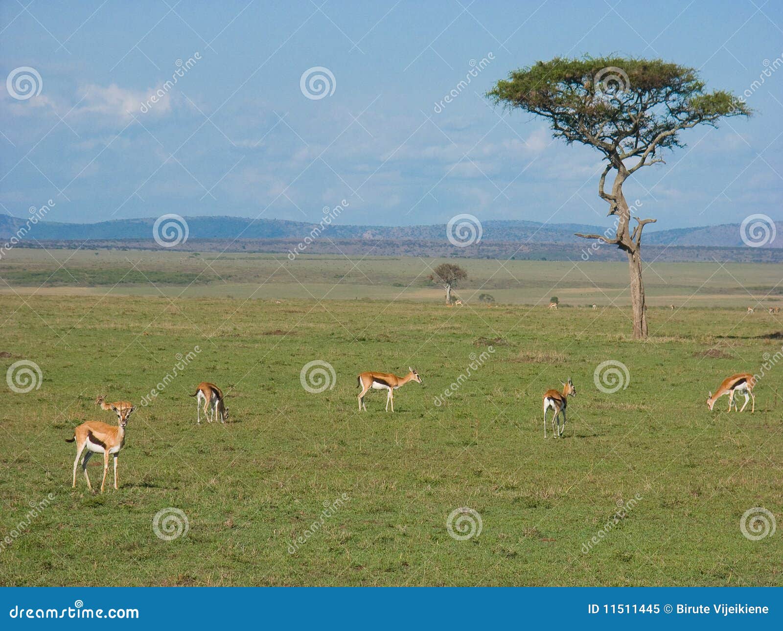 Savanna con i gazelles immagine stock. Immagine di tanzania Biology Diagrams