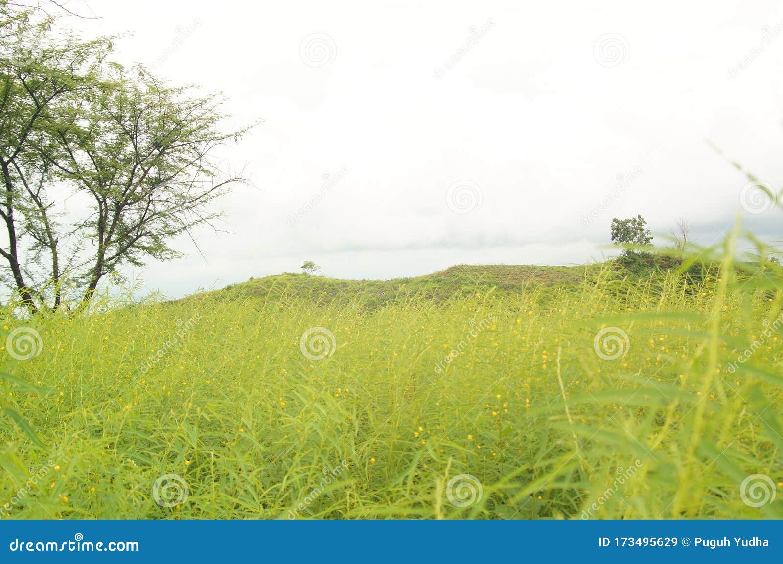The Savanna is Dominated by Verdant Grass in the Rainy Season Stock