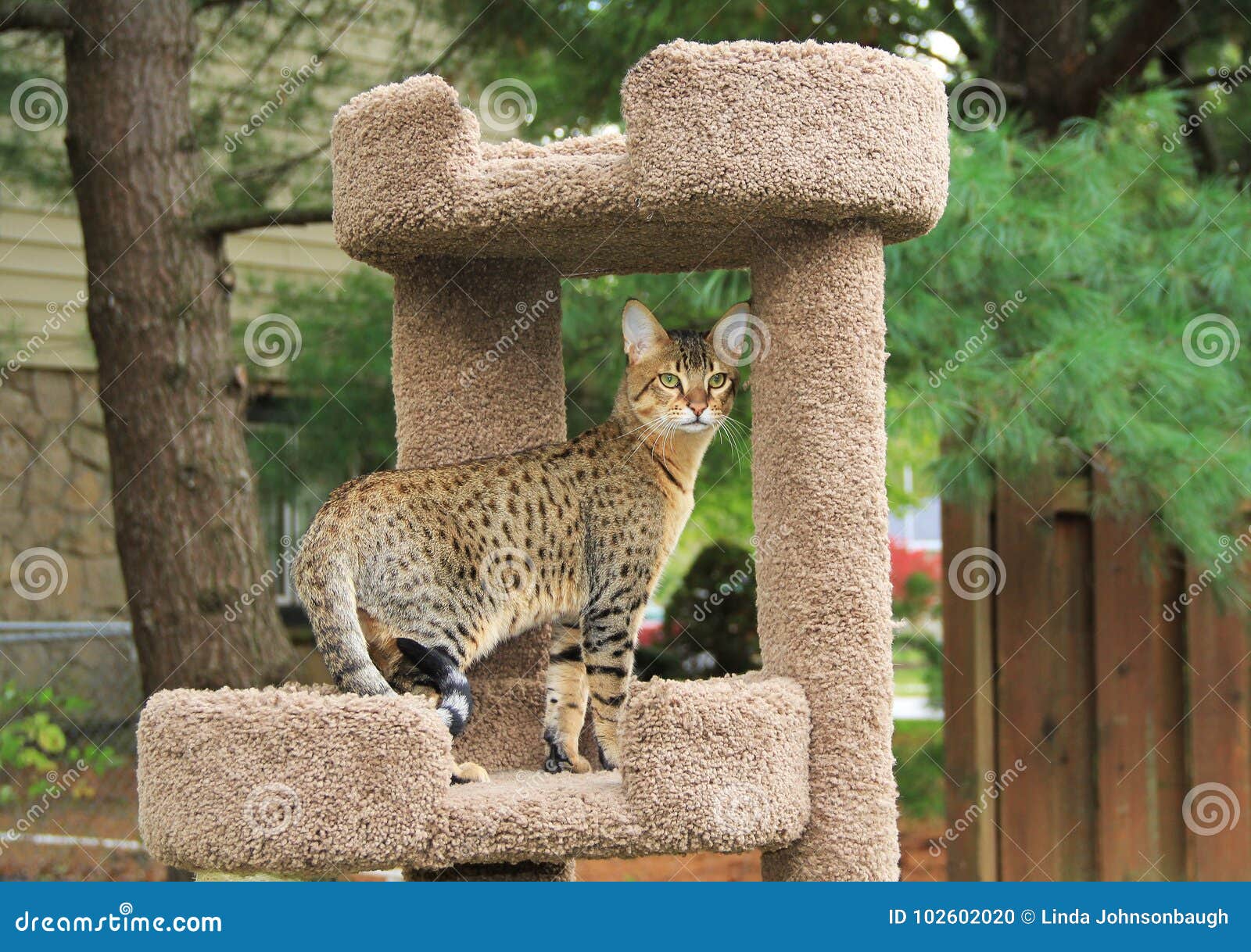 serval savannah kitten