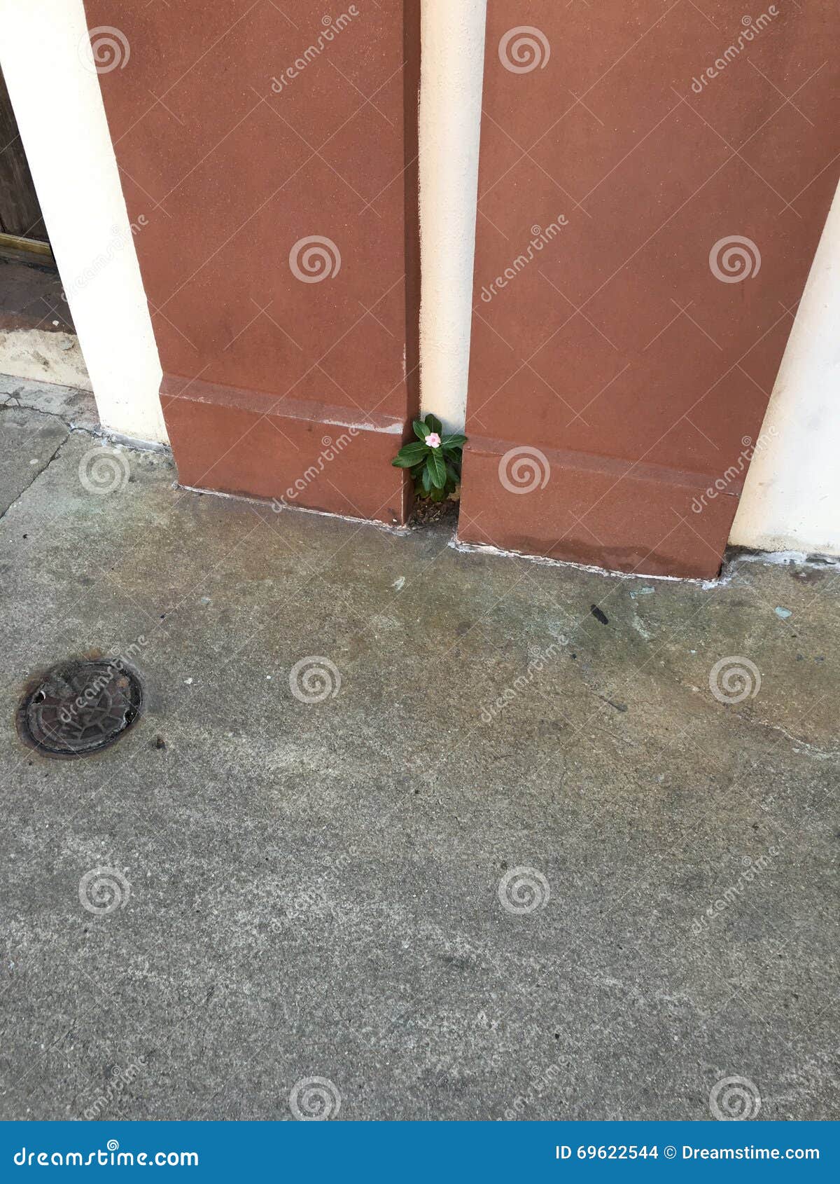 Savannah Flower stock photo. Image of growing 69622544