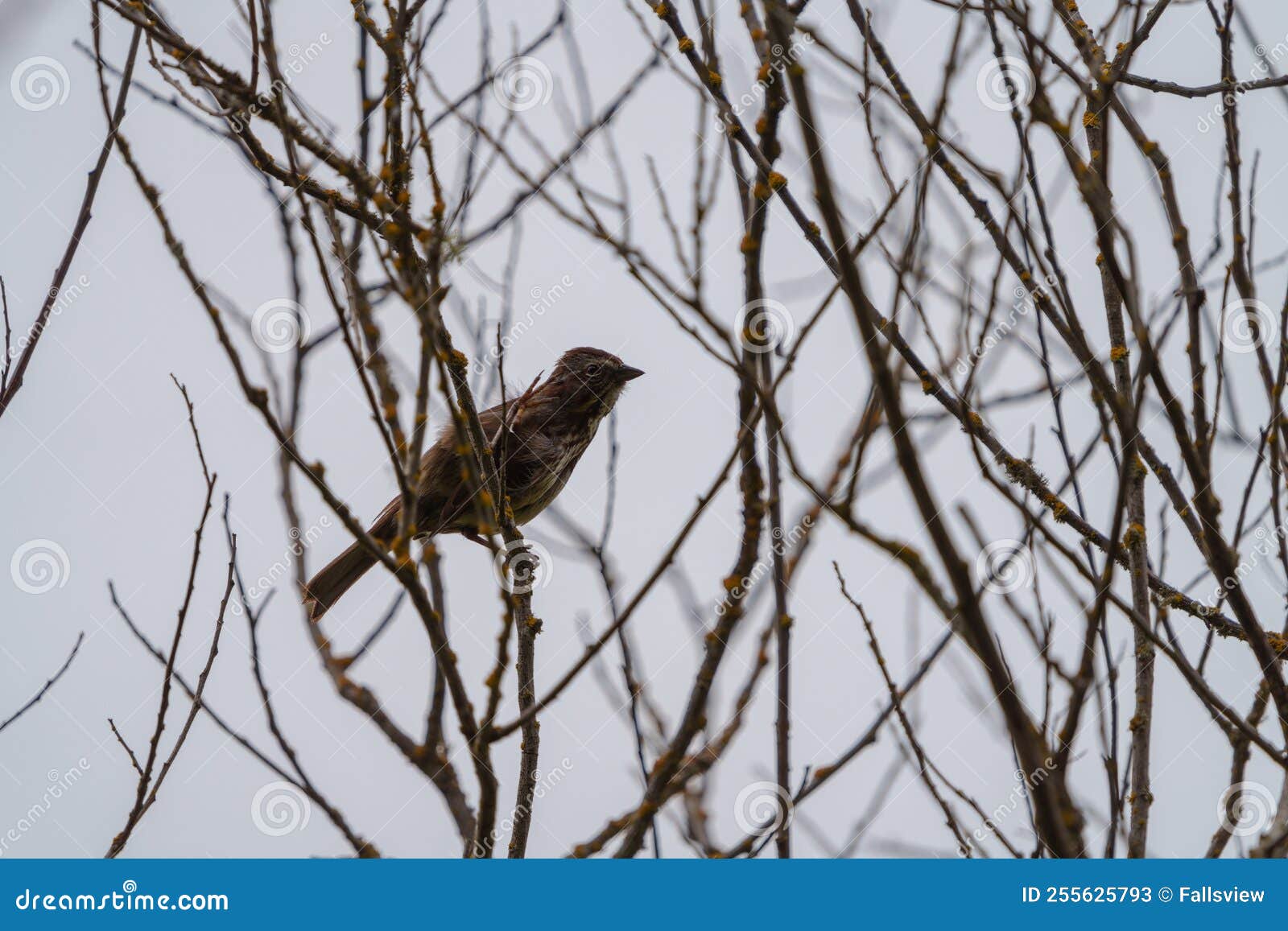 savannah sparrow resting on tree branch