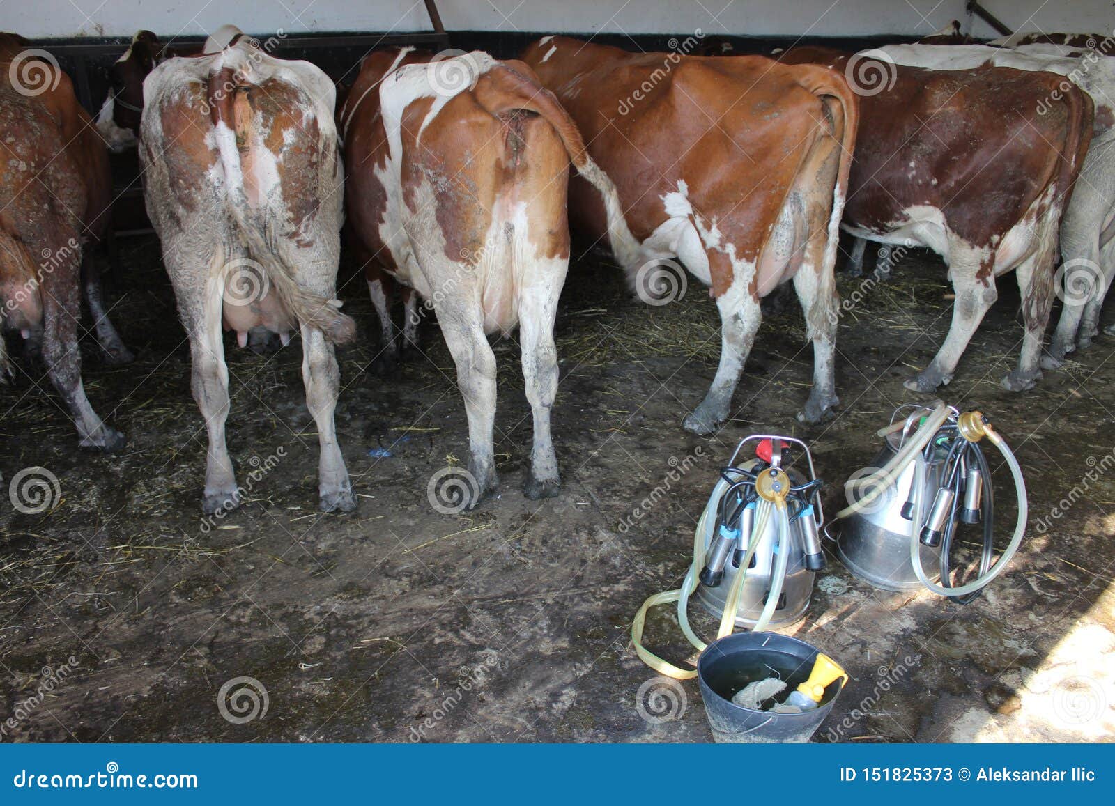 Women Milked Like Cows Telegraph