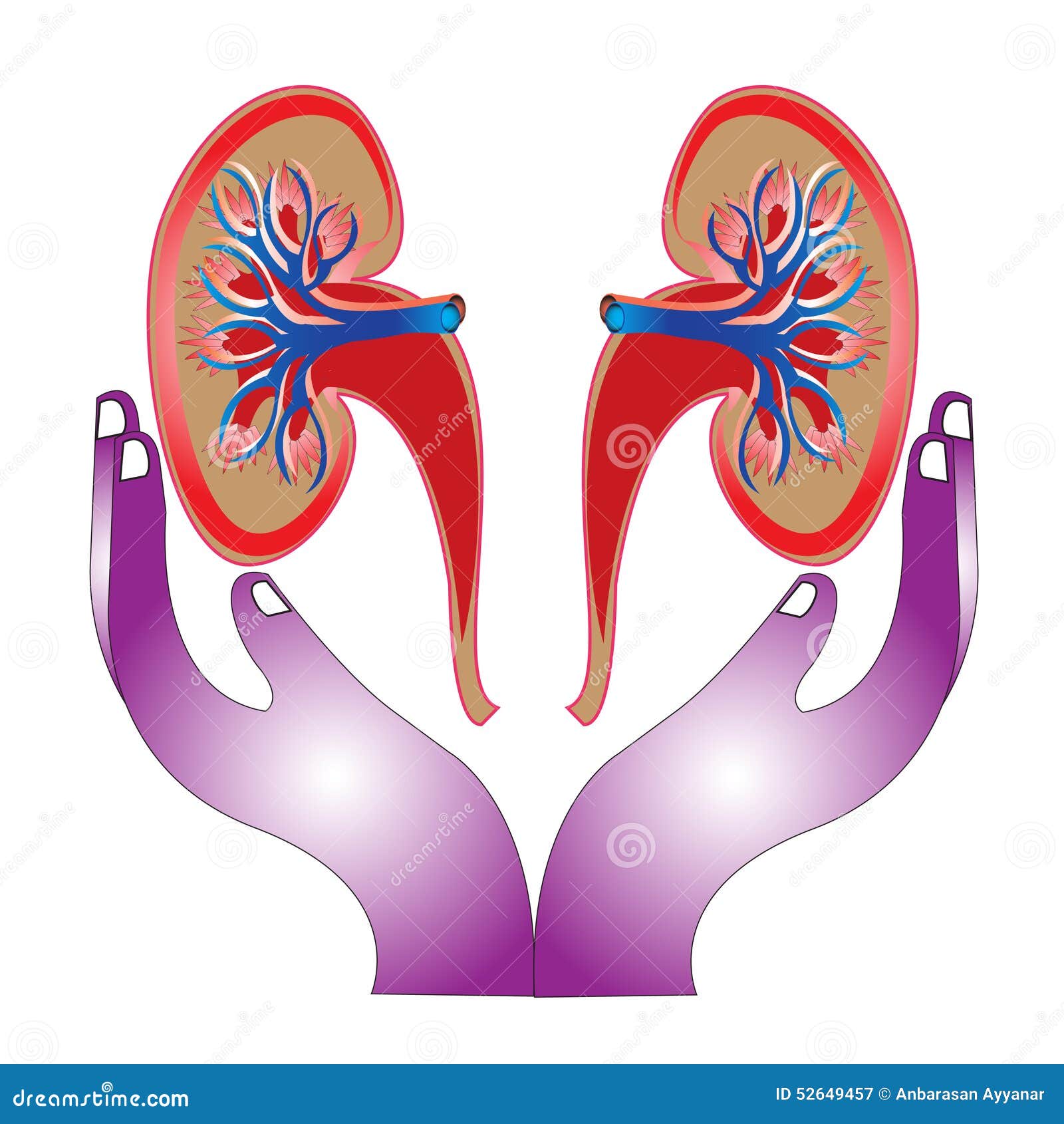 free cartoon kidney clipart - photo #30