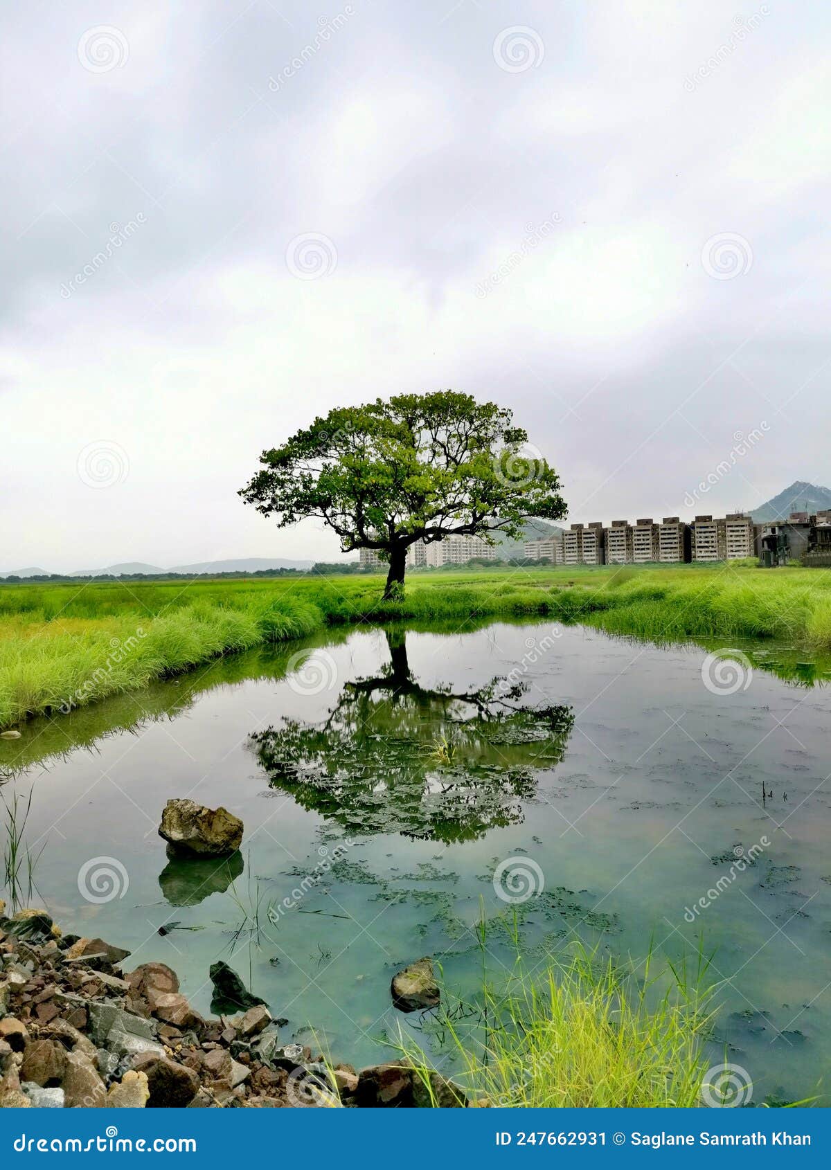 save nature & love nature 100 years old tree in india virar portrait shot in rainy season