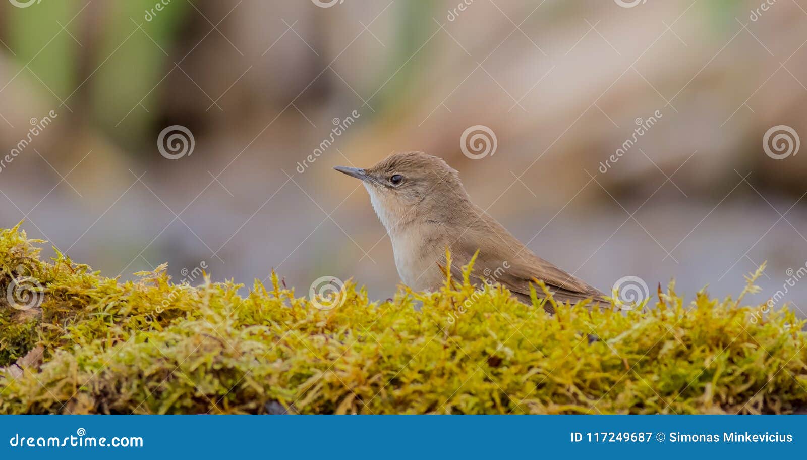 savi`s warbler - locustella luscinioides
