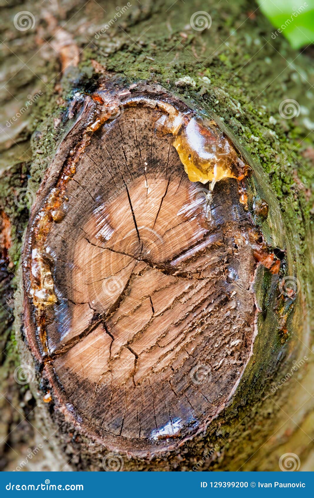 Savia del árbol que exuda foto de archivo. Imagen de goteo - 129399200