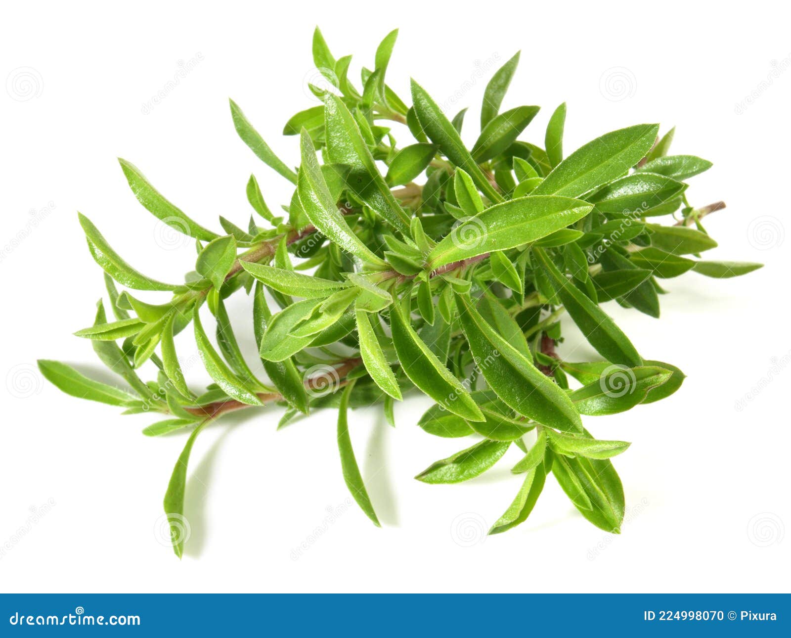 Savory on White Background Isolated Stock Photo Image of vegetarian