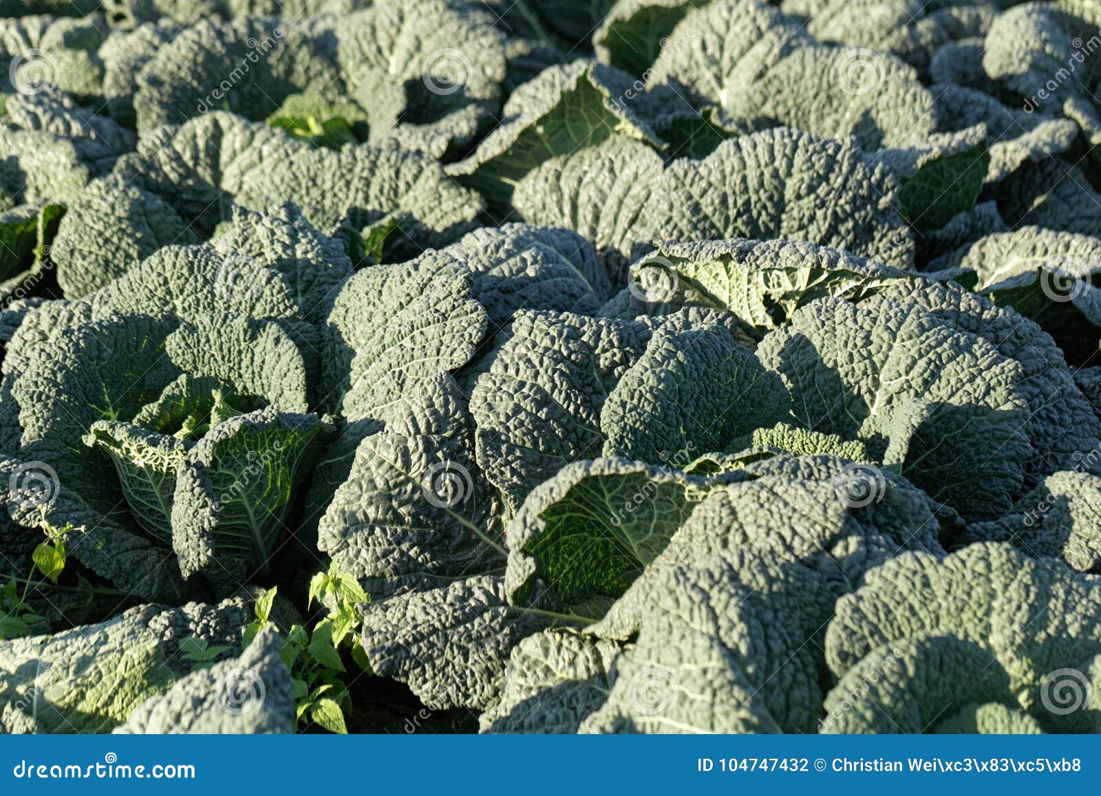 Savoy Cabbage Plants in a Field. Stock Photo Image of harvest, leaves