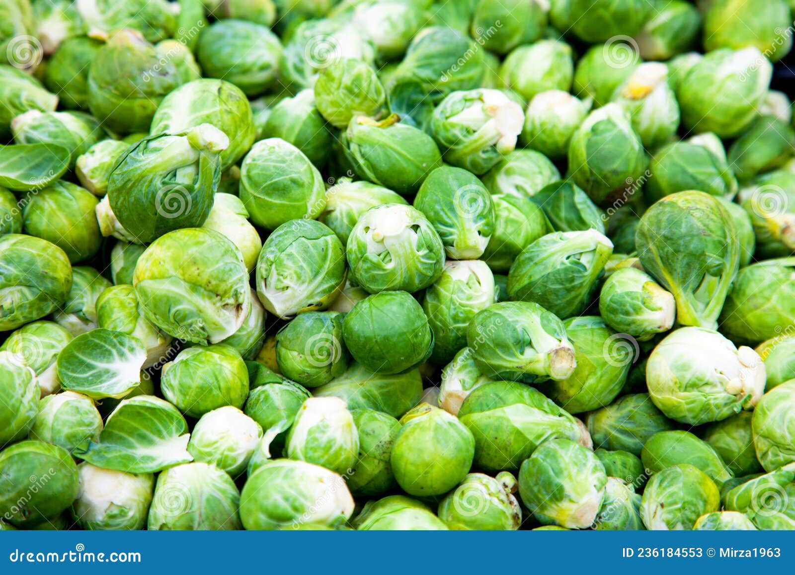 Savoy cabbage stock image. Image of healthy, ketogenic 236184553