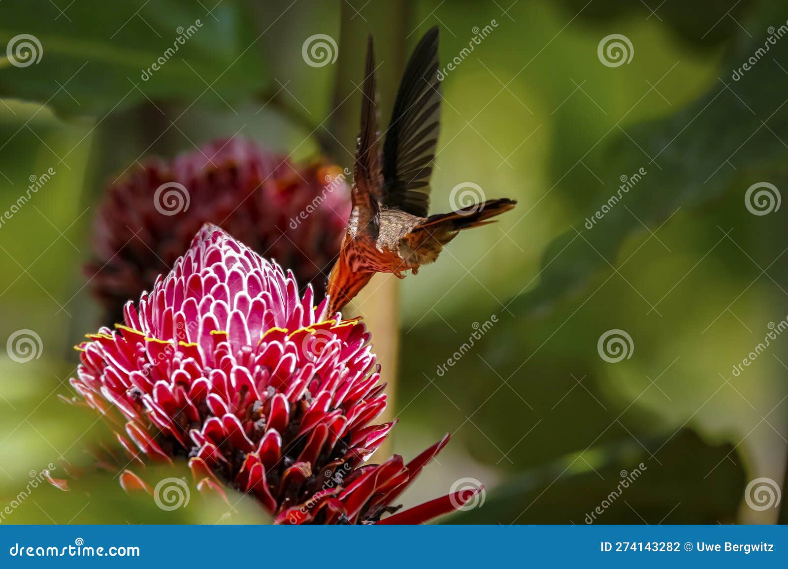 saw-billed hermit on a torch lily, folha seca, brazil