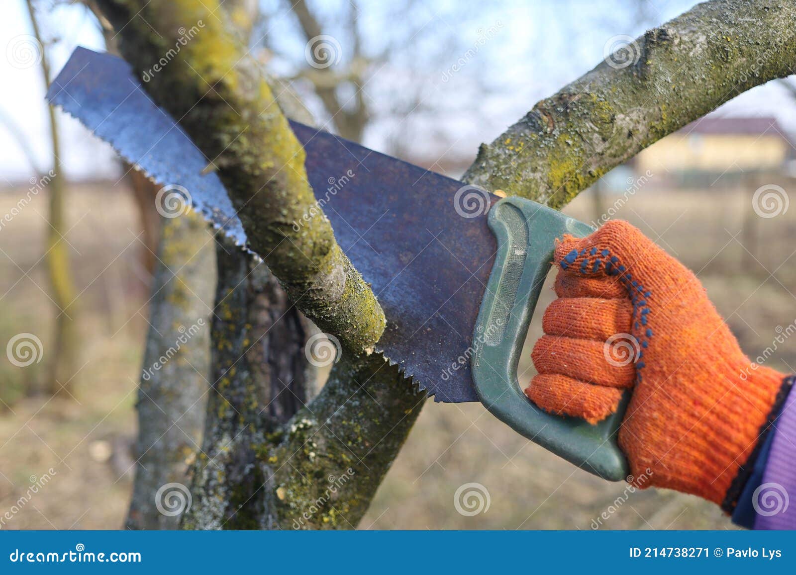 The Saw Cuts the Branches in the Garden and Works in the Spring Stock