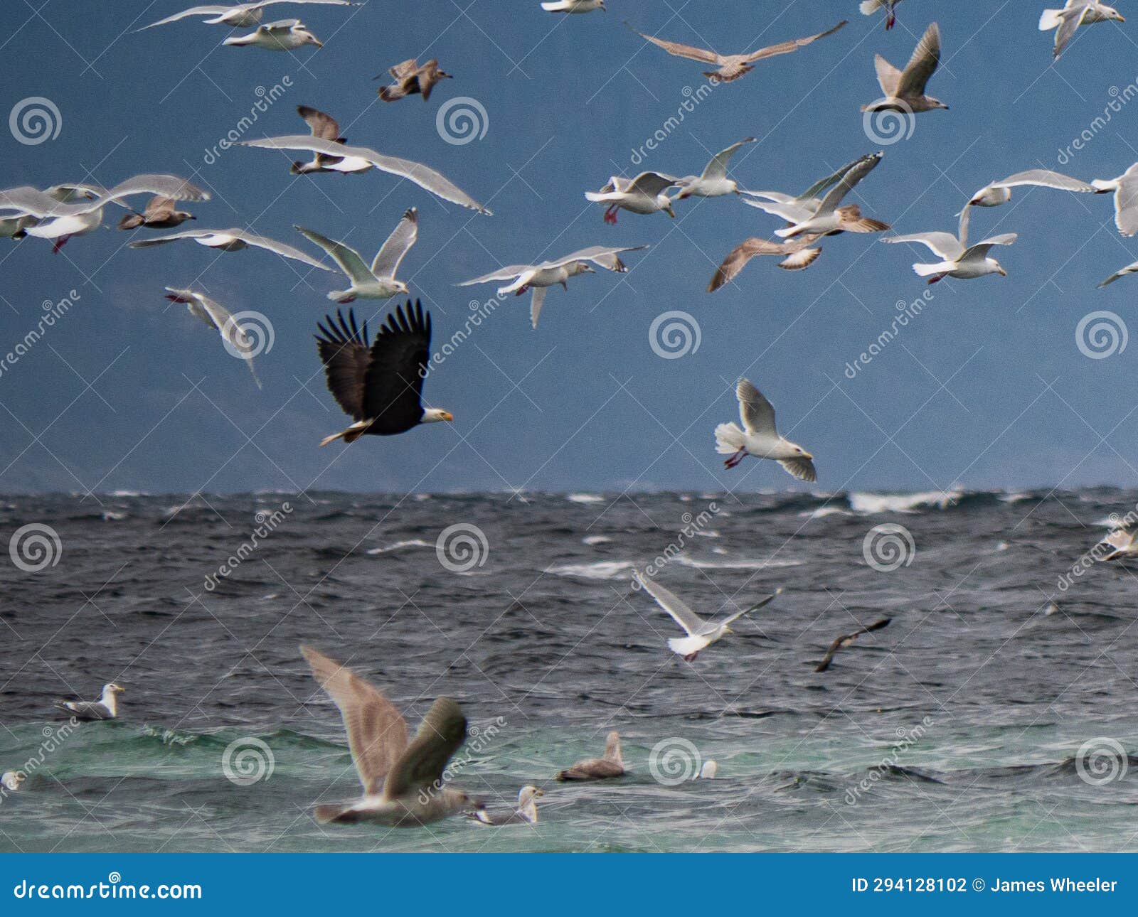 Saw the Eagle at the Annual Herring Spawn on Vancouver Island Stock
