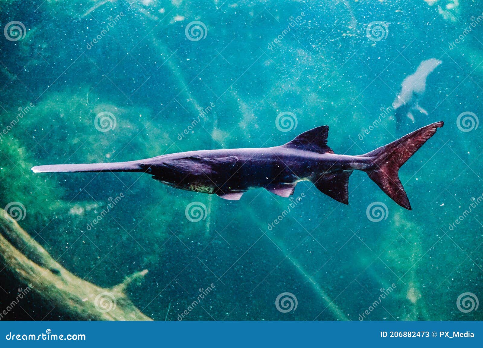 Saw fish with long nose stock image. Image of nose 206882473