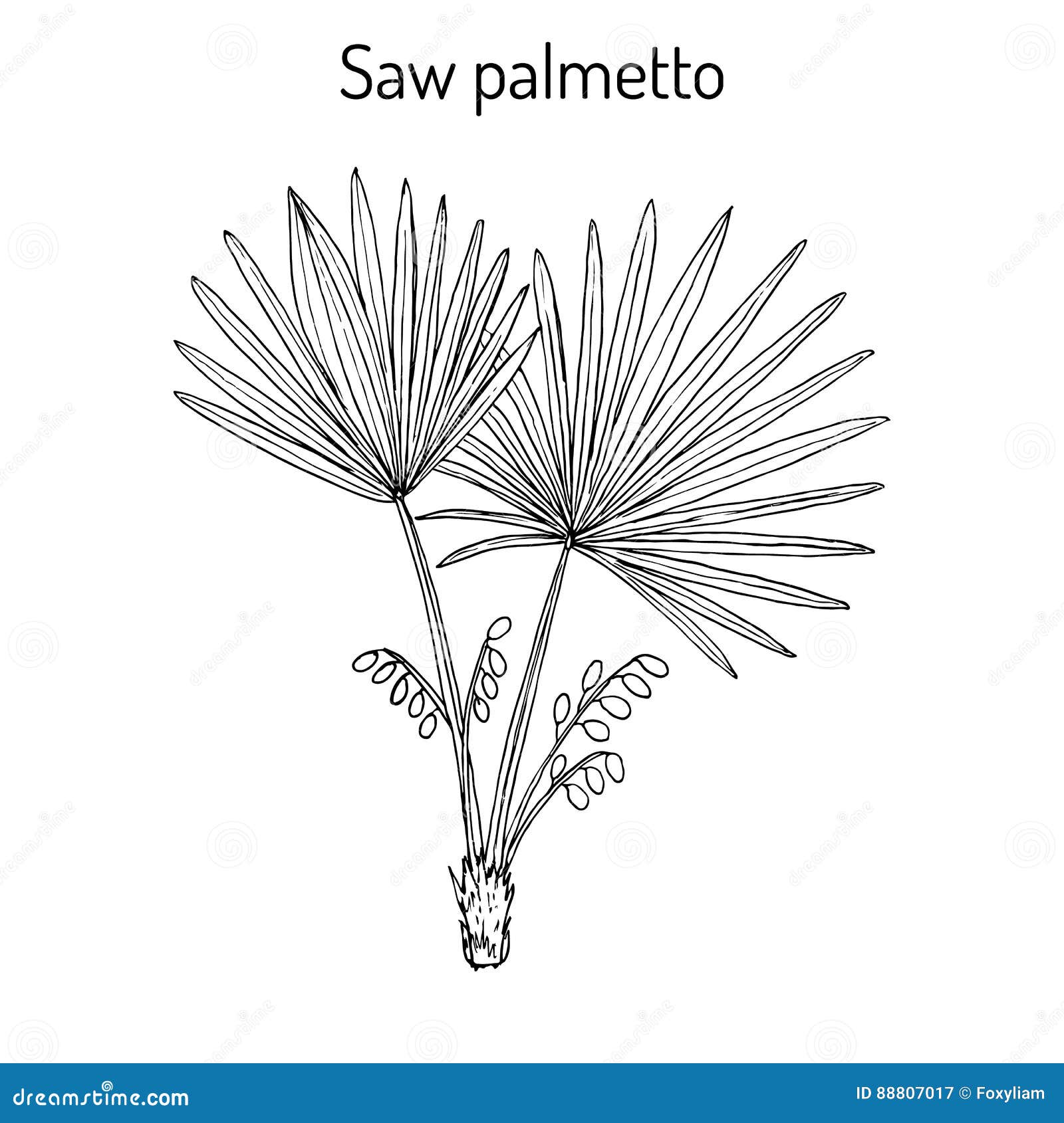 saw palmetto serenoa repens , medicinal tree