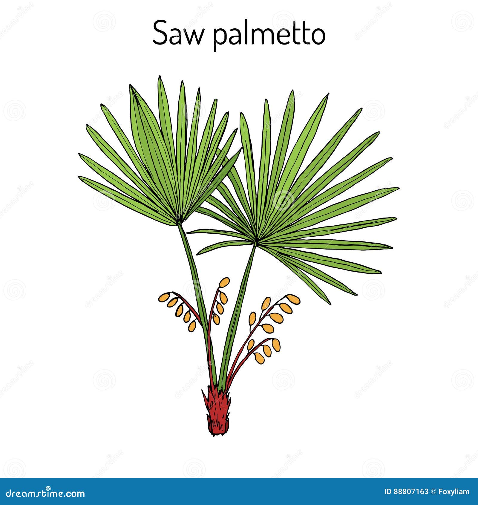 saw palmetto serenoa repens , medicinal tree