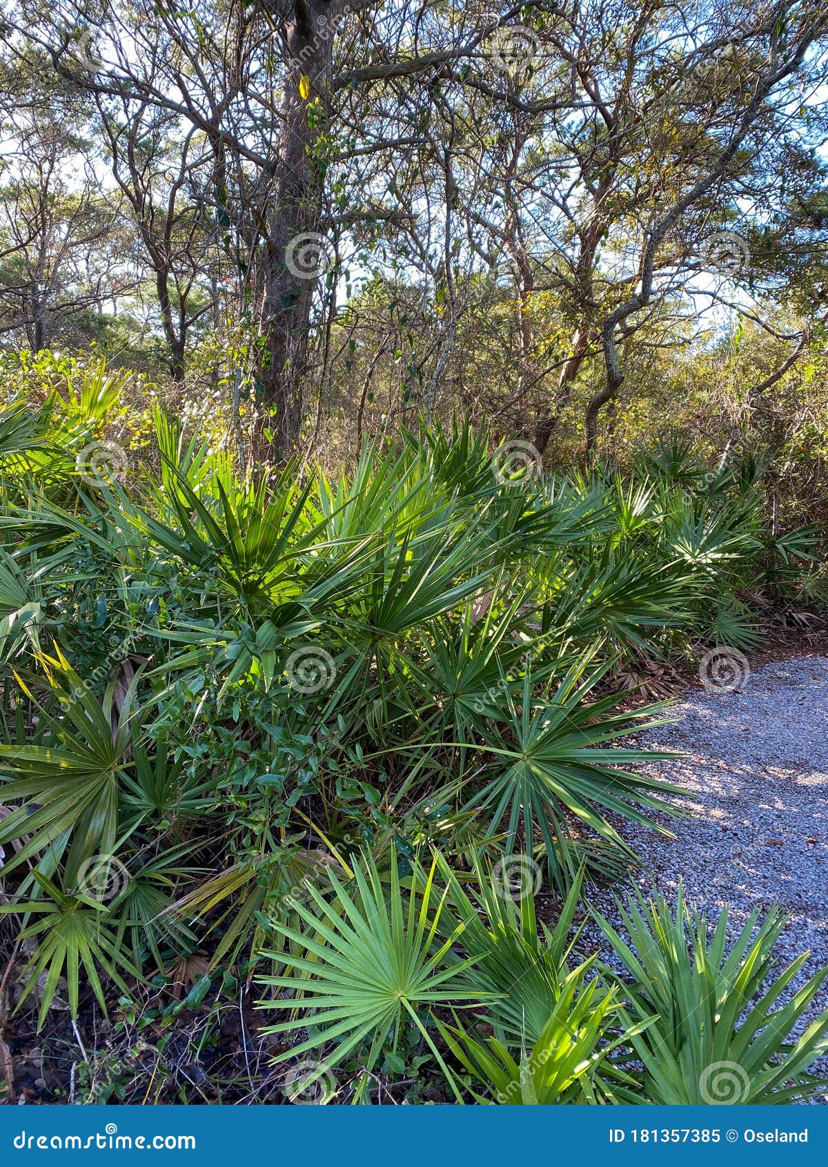 saw palmento plant serenoa repens in florida