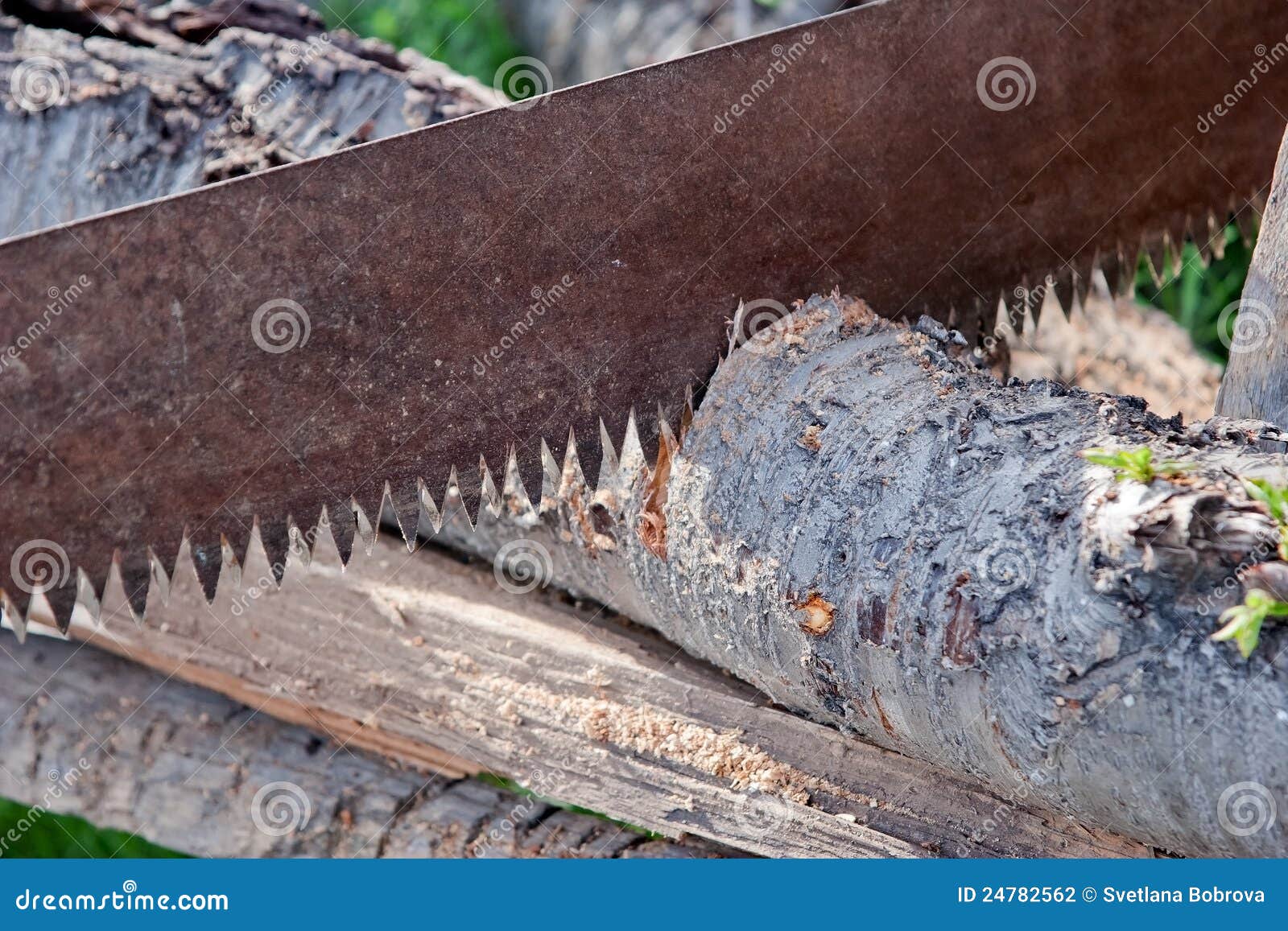 A saw saws a tree stock photo. Image of lumber, industry 24782562