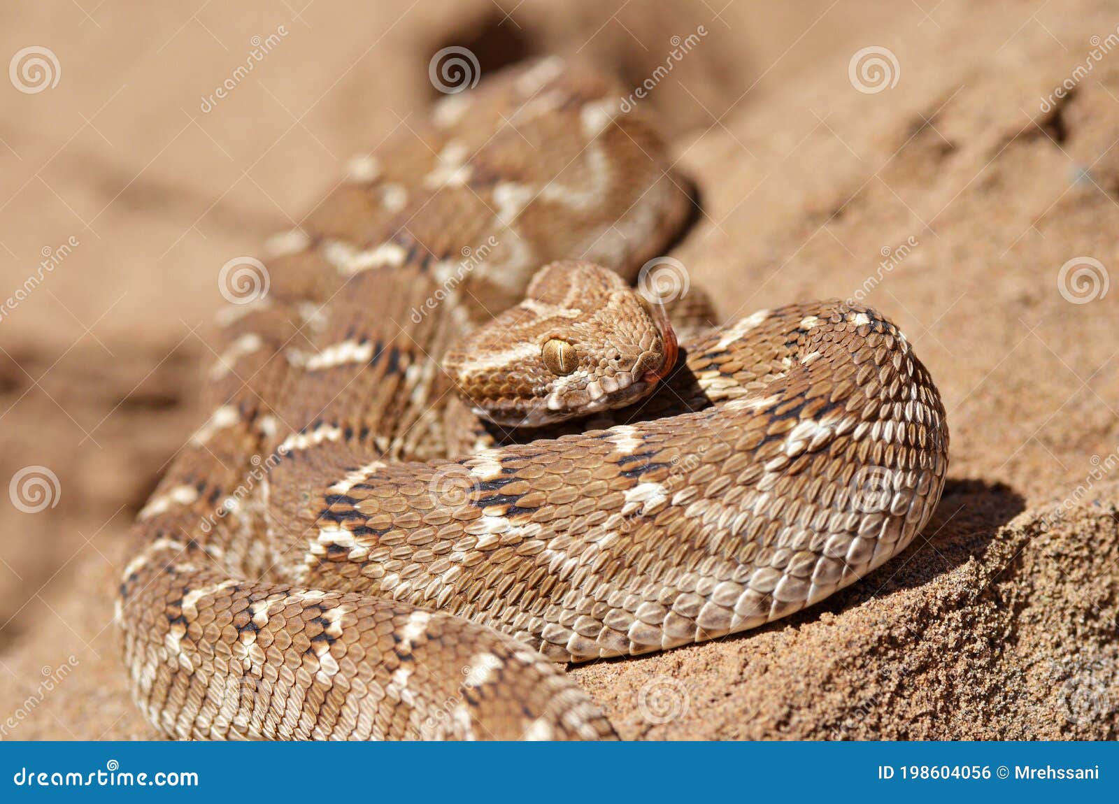 saw-scaled viper , echis carinatus