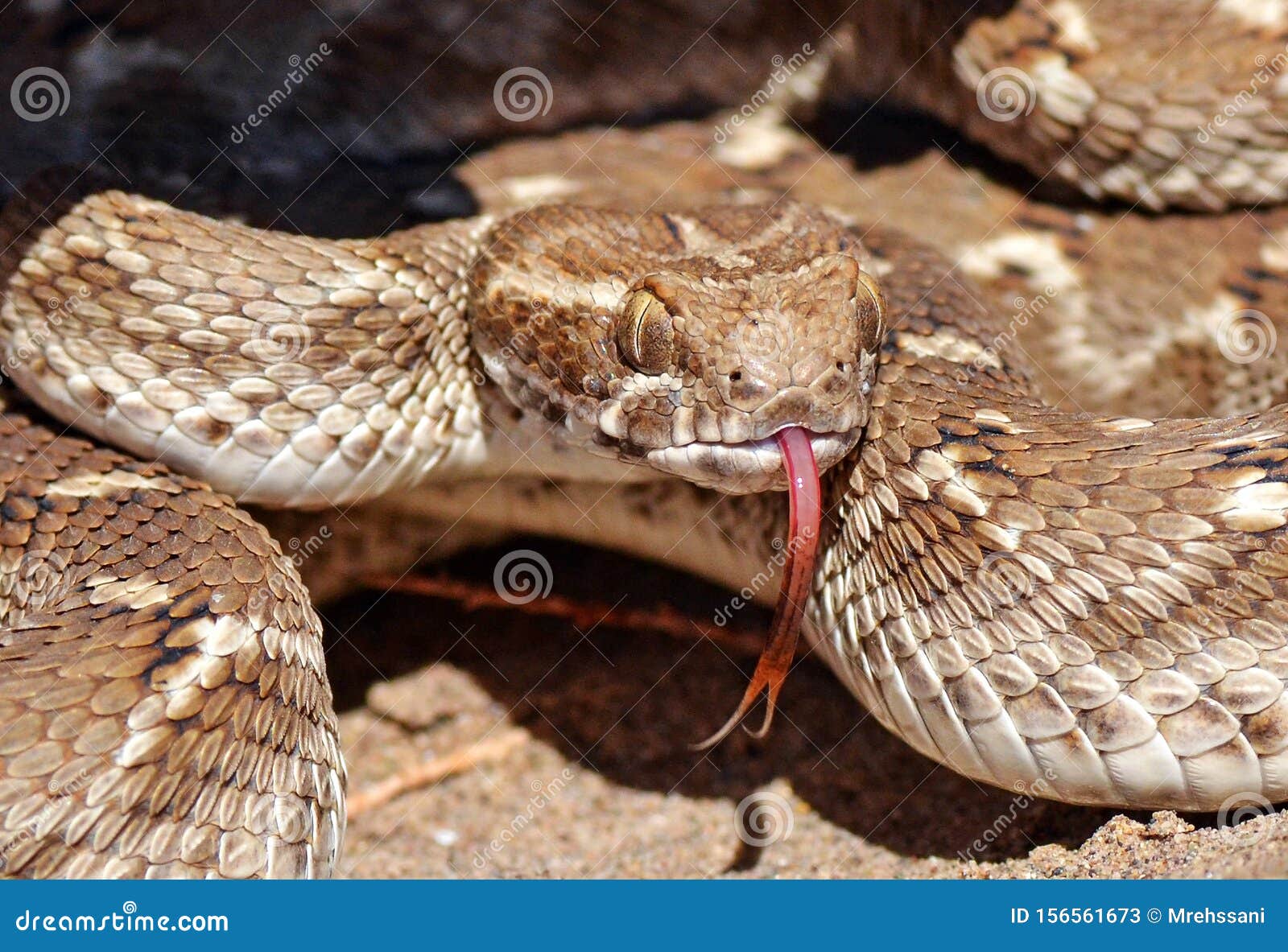 Saw-scaled Viper Animal Facts  Echis carinatus - A-Z Animals