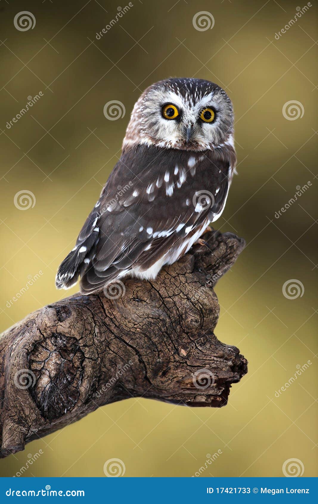 saw-whet owl
